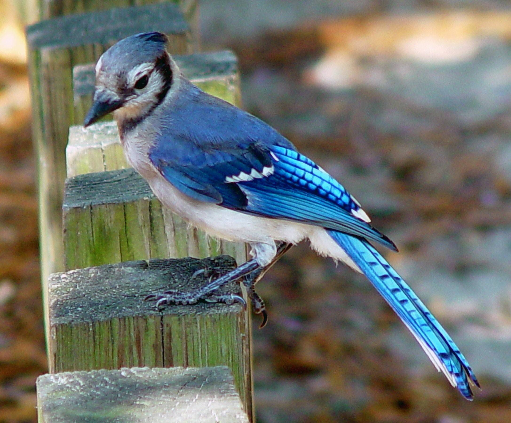 Голубая сойка птица фото и описание
