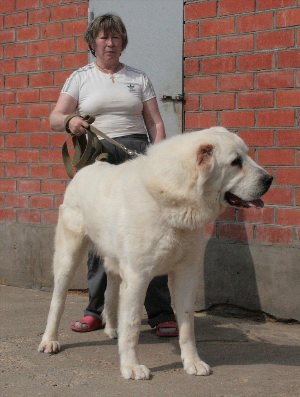 Волкодав туркменский