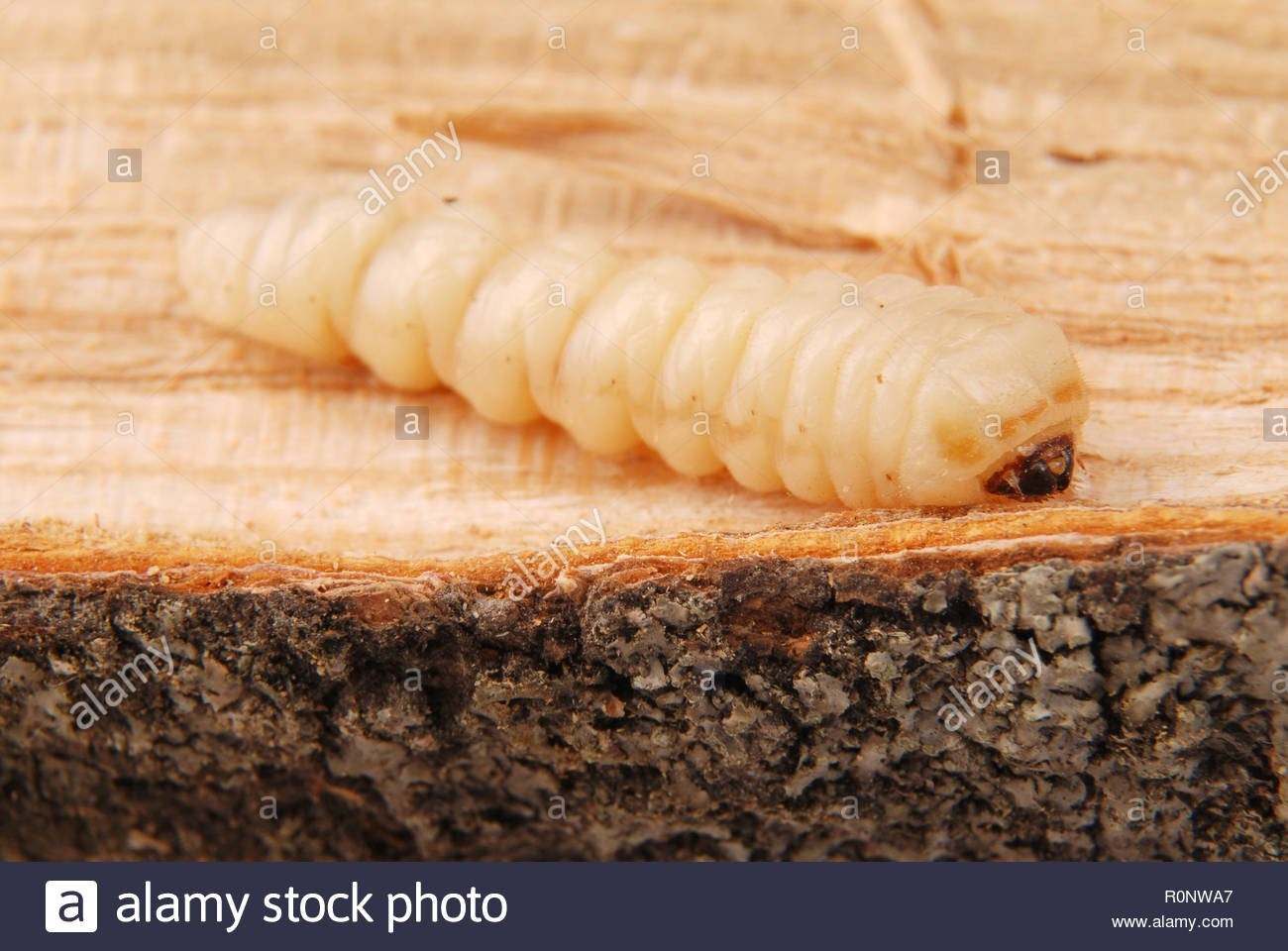 личинка жука короеда фото