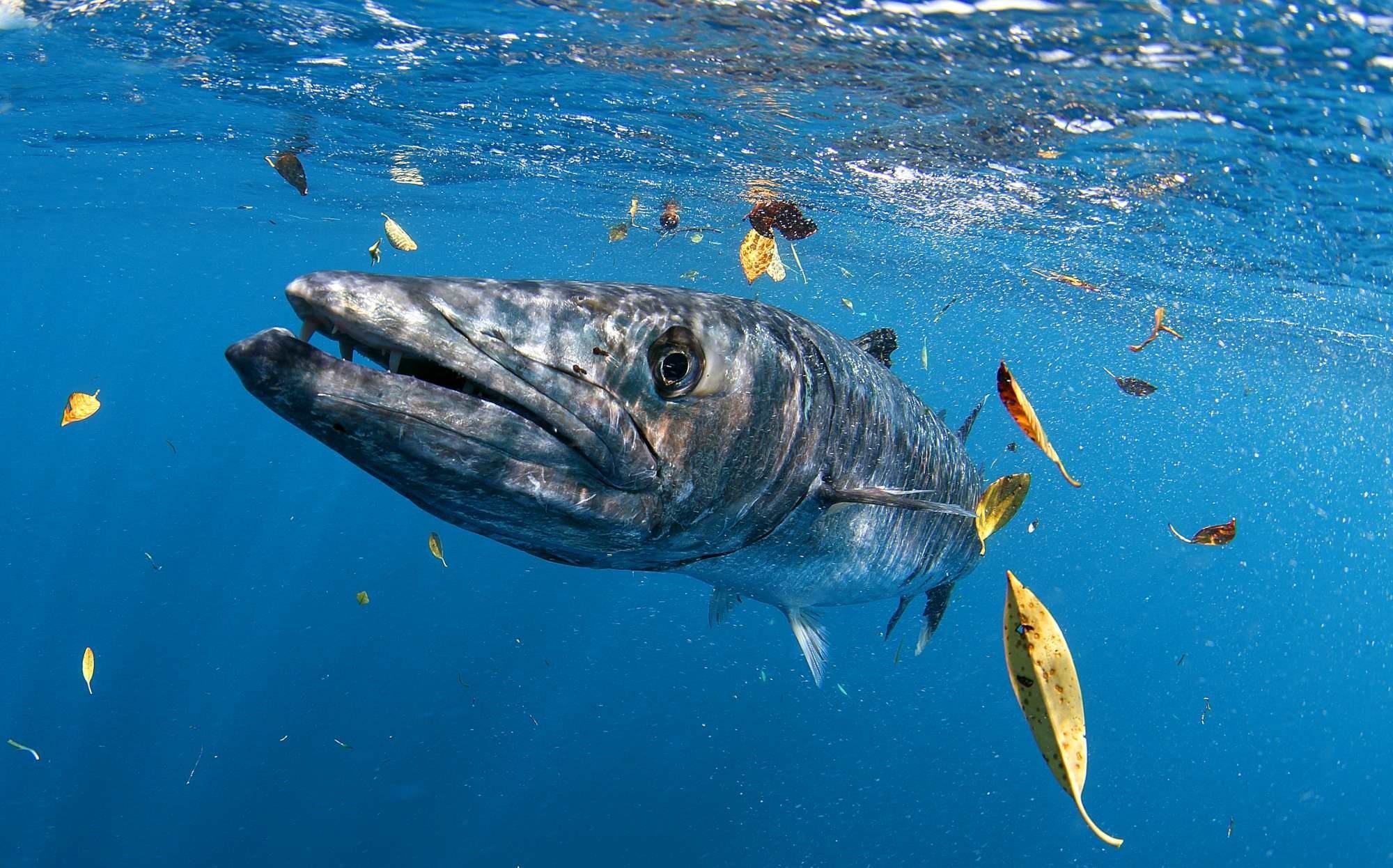 Планктон нехищная рыба хищная рыба дельфин