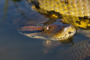 Зеленая водяная змея