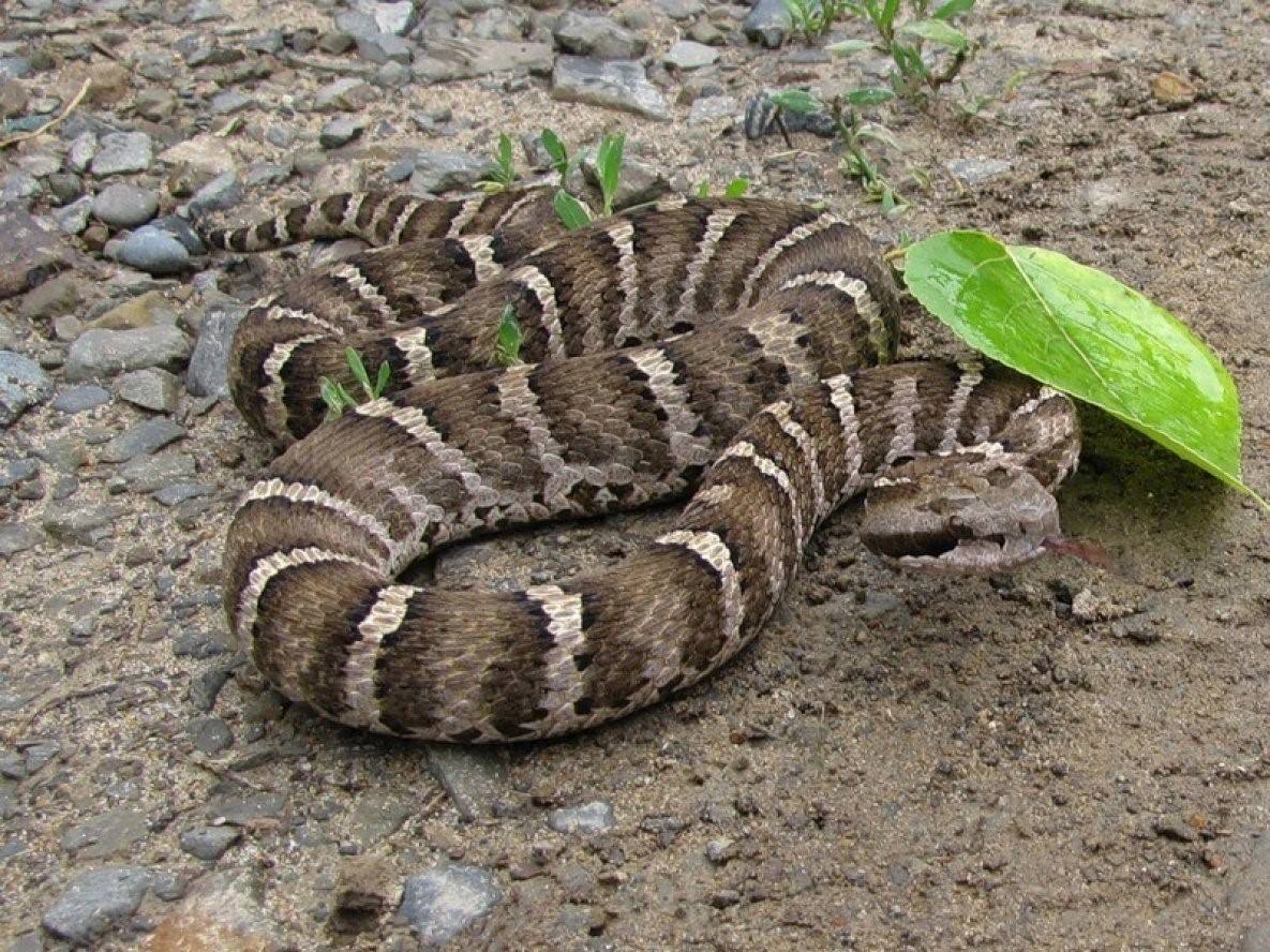 Ядовитые змеи приморского края фото и название