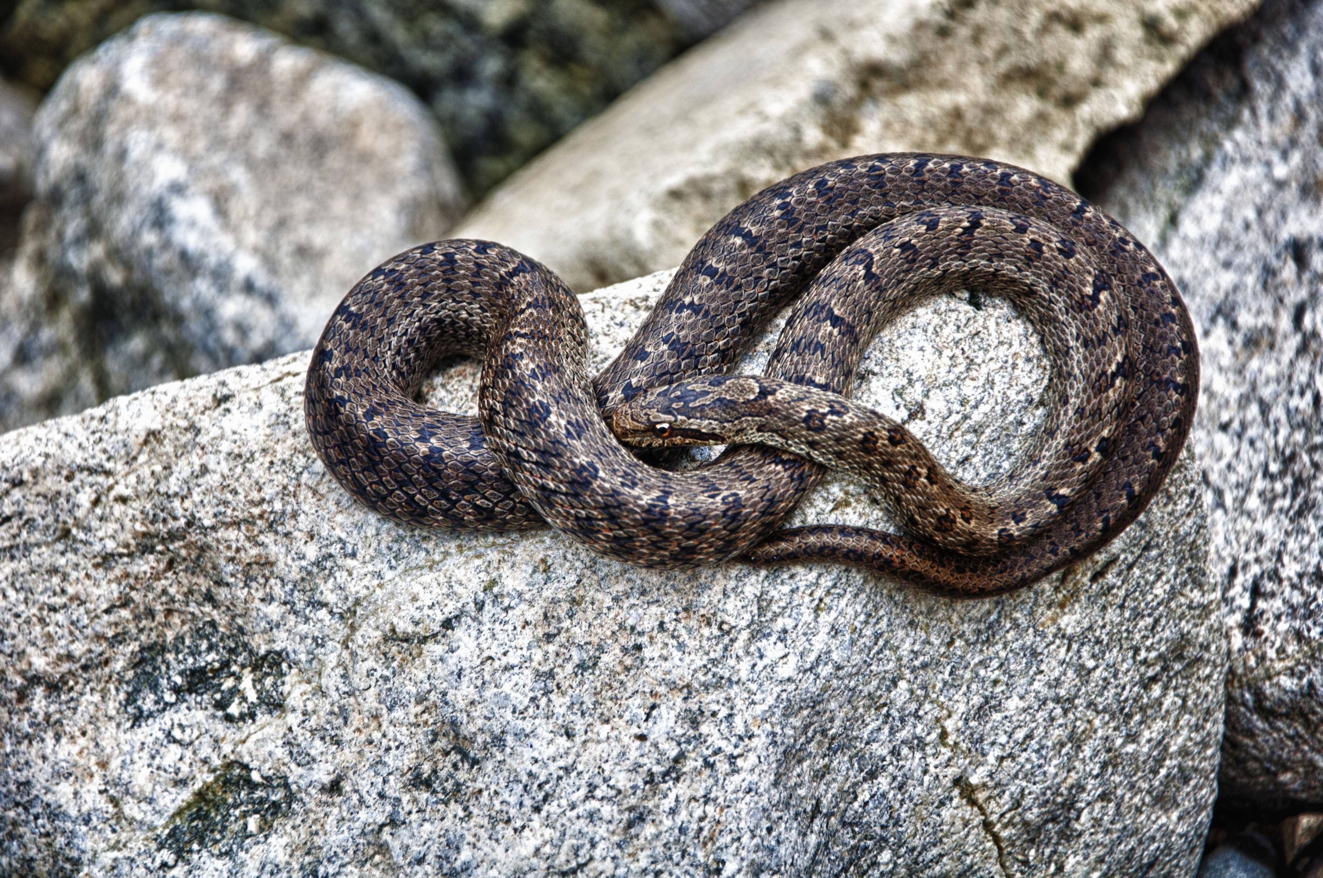 Ядовитые змеи приморского края фото и название