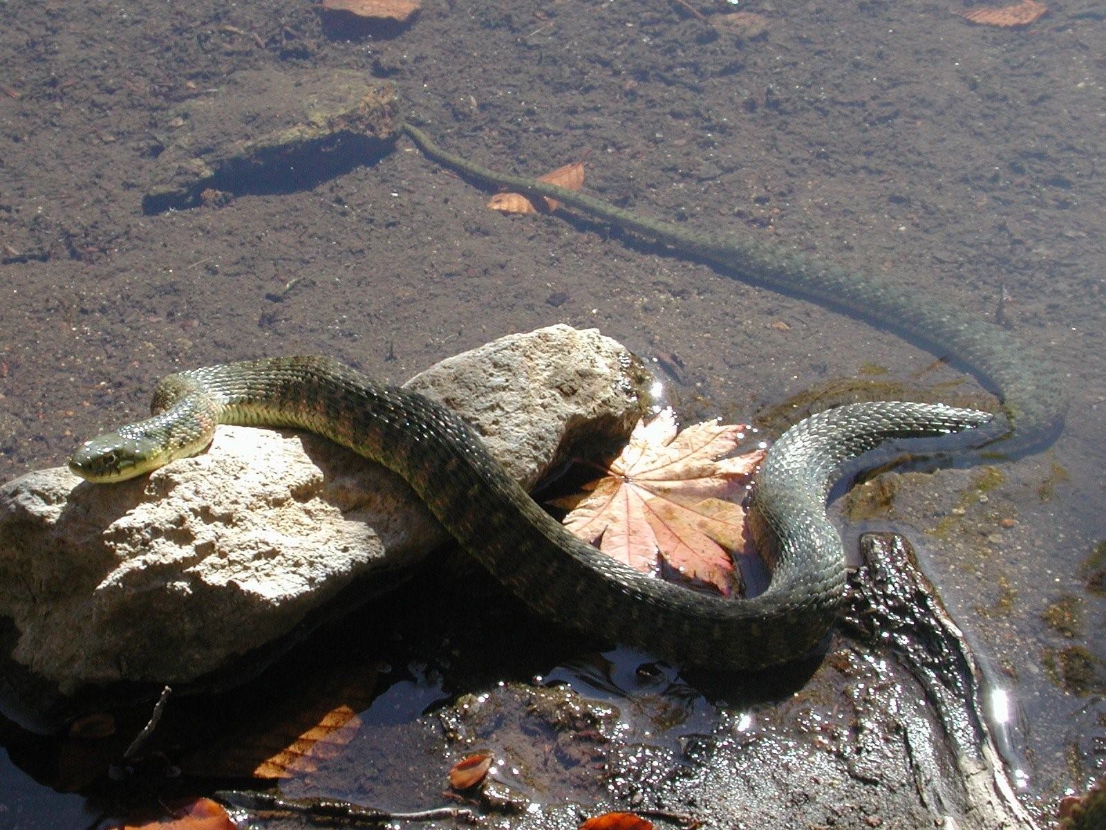 змеи в азербайджане