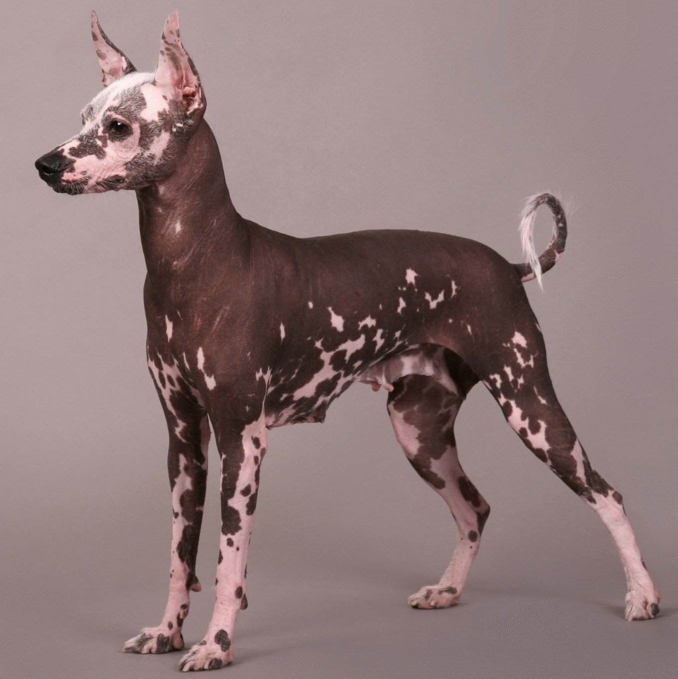 голая мексиканская порода собаки фото фото 78