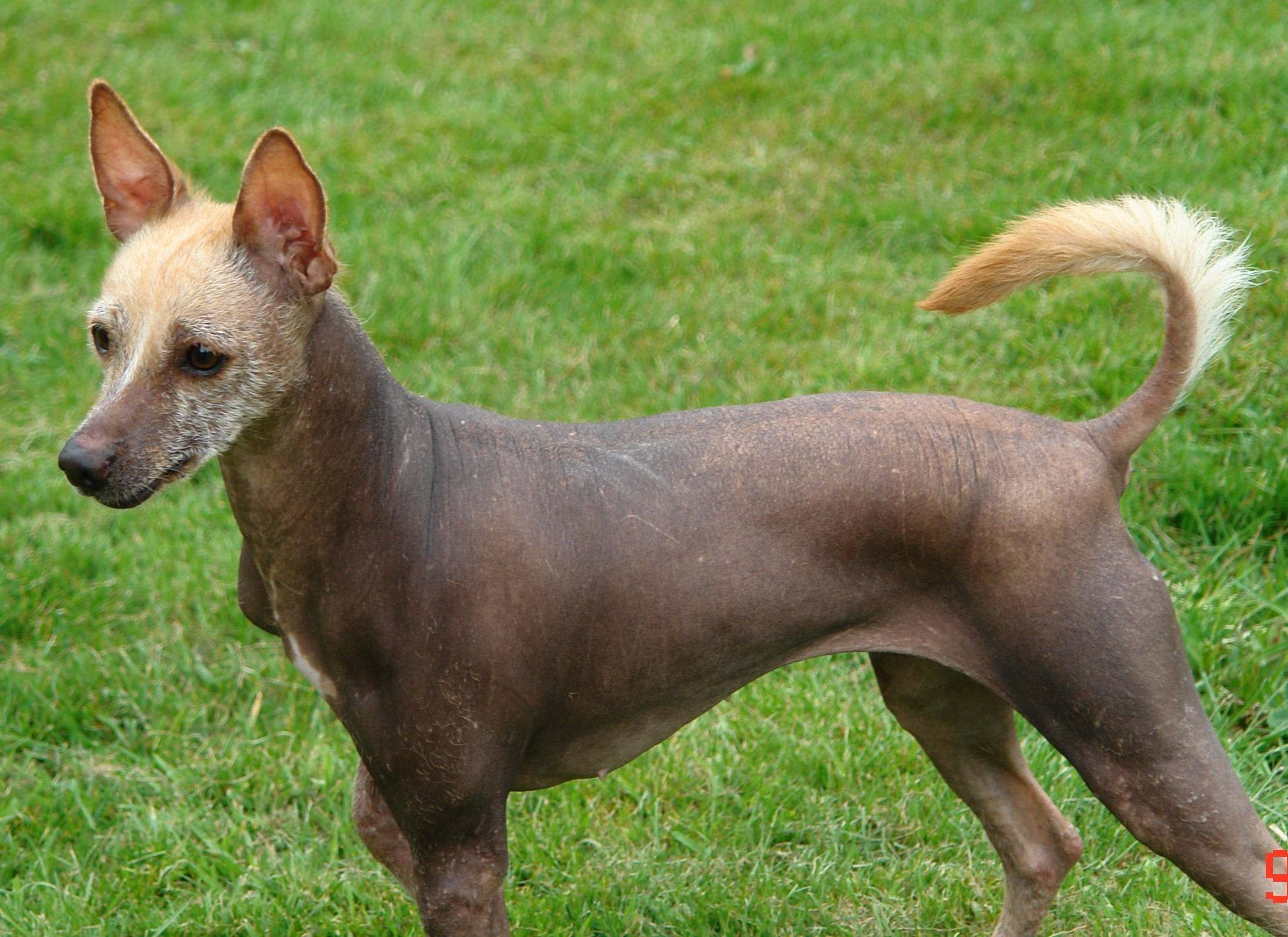голая мексиканская порода собаки фото фото 42