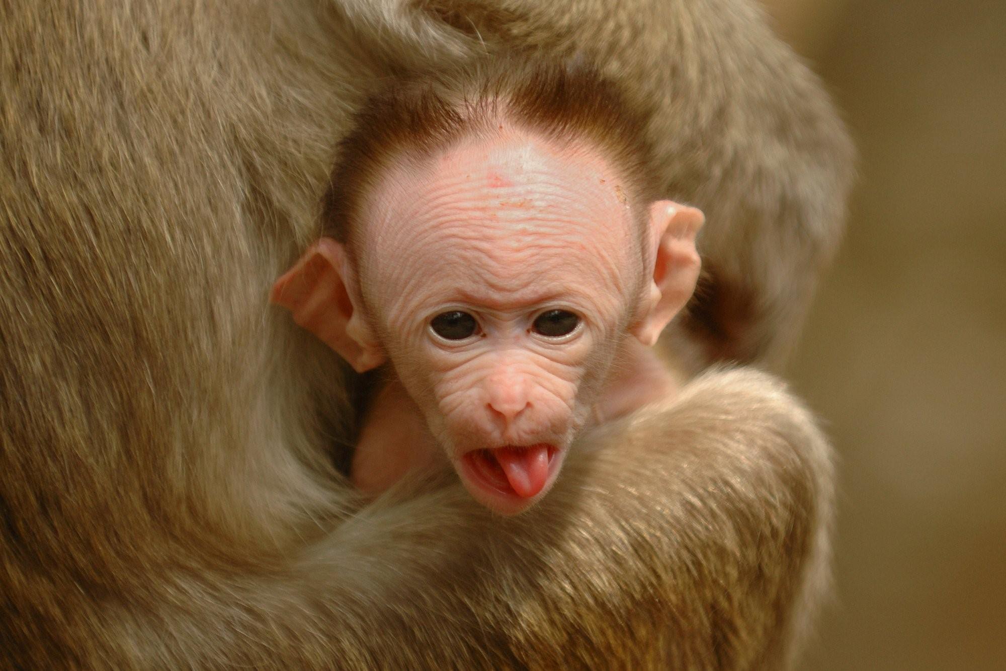 Самые смешные фото с обезьянами