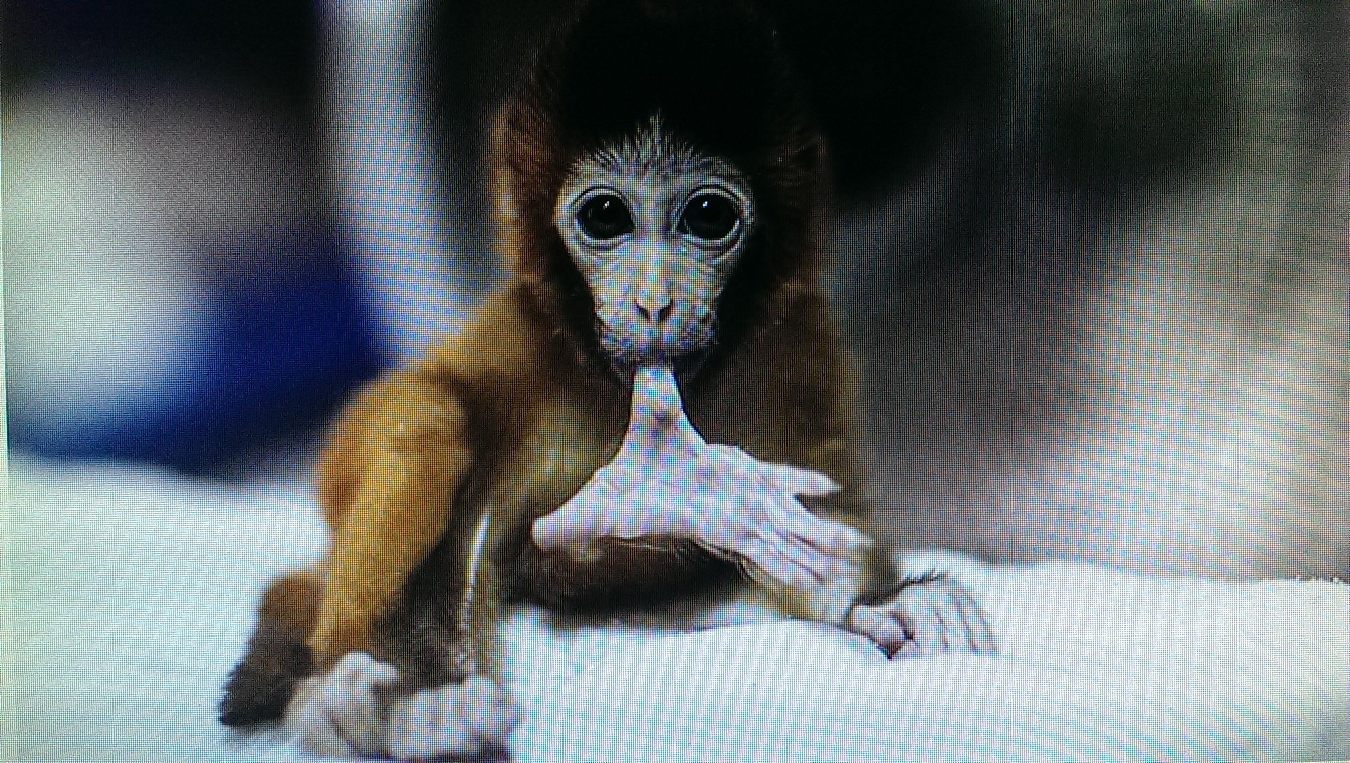 Самые милые обезьянки в мире