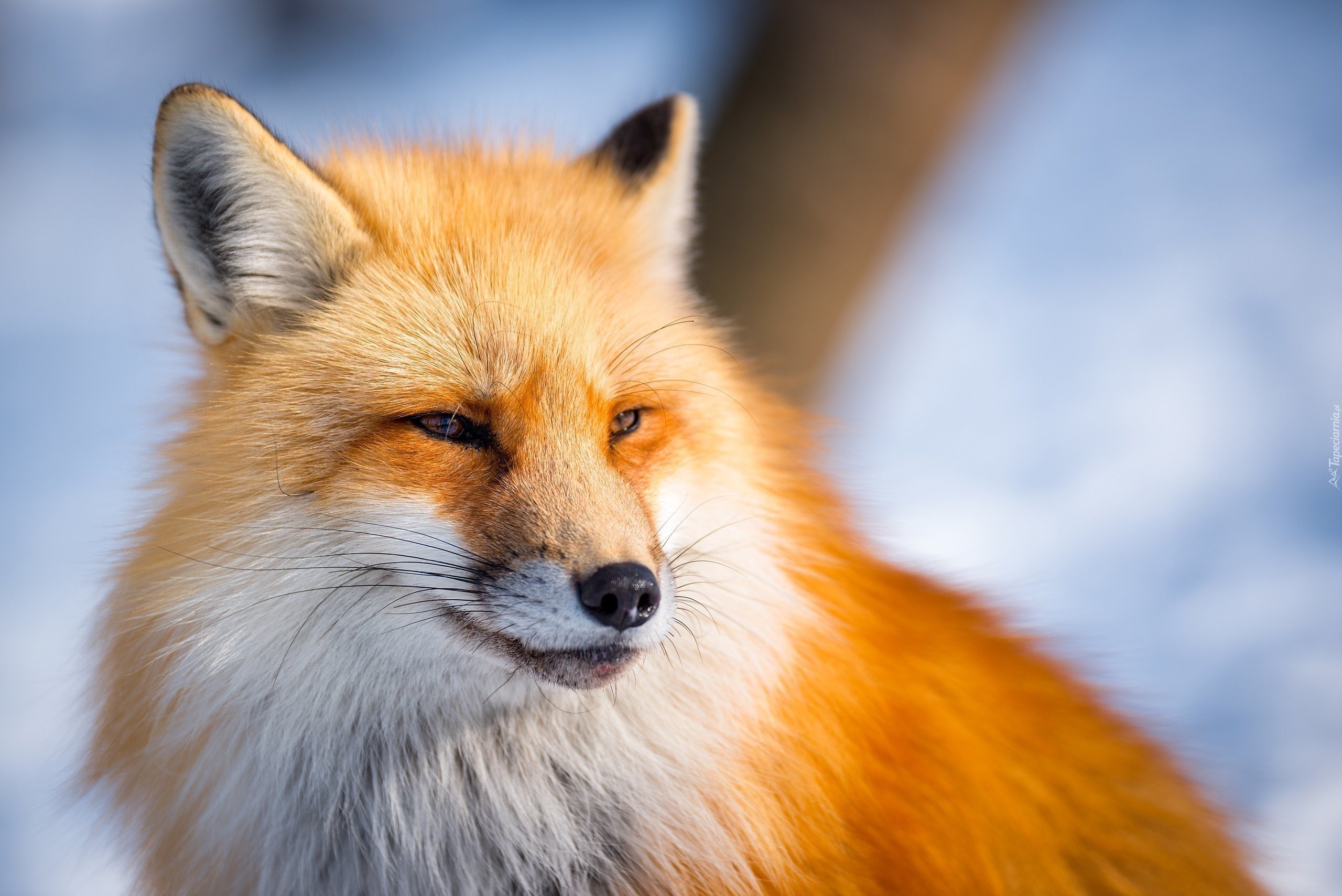 Very fox. Лиса. Красивая лиса. Рыжая лиса. Красивый Лис.