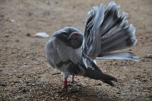 Королевский голубь