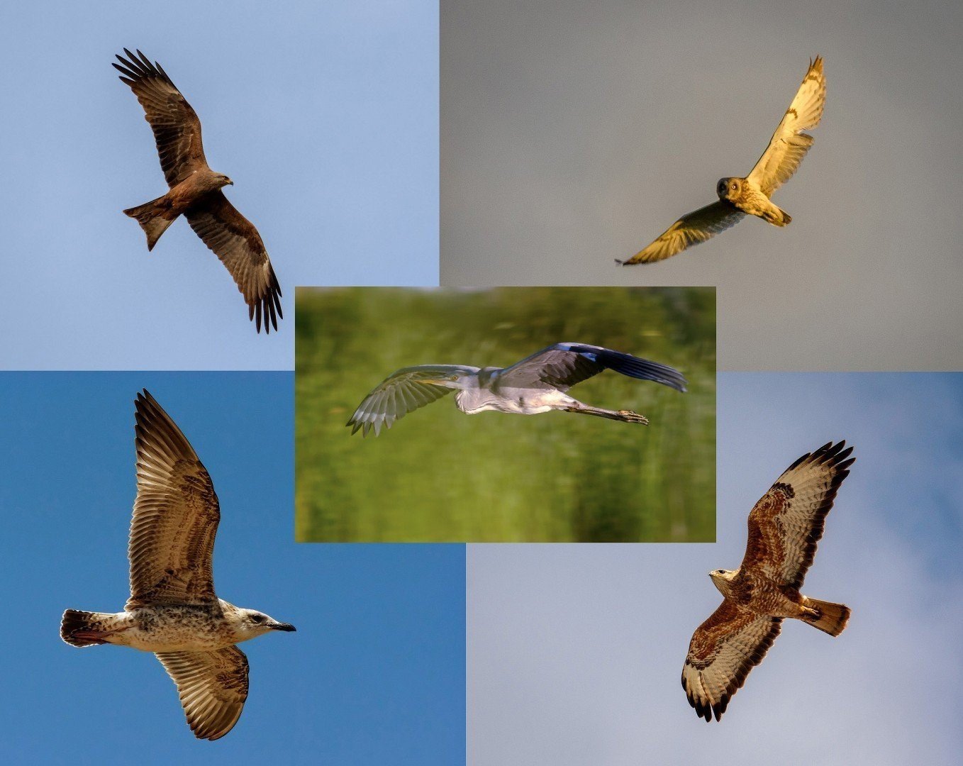 Хищные птицы средней полосы фото и названия