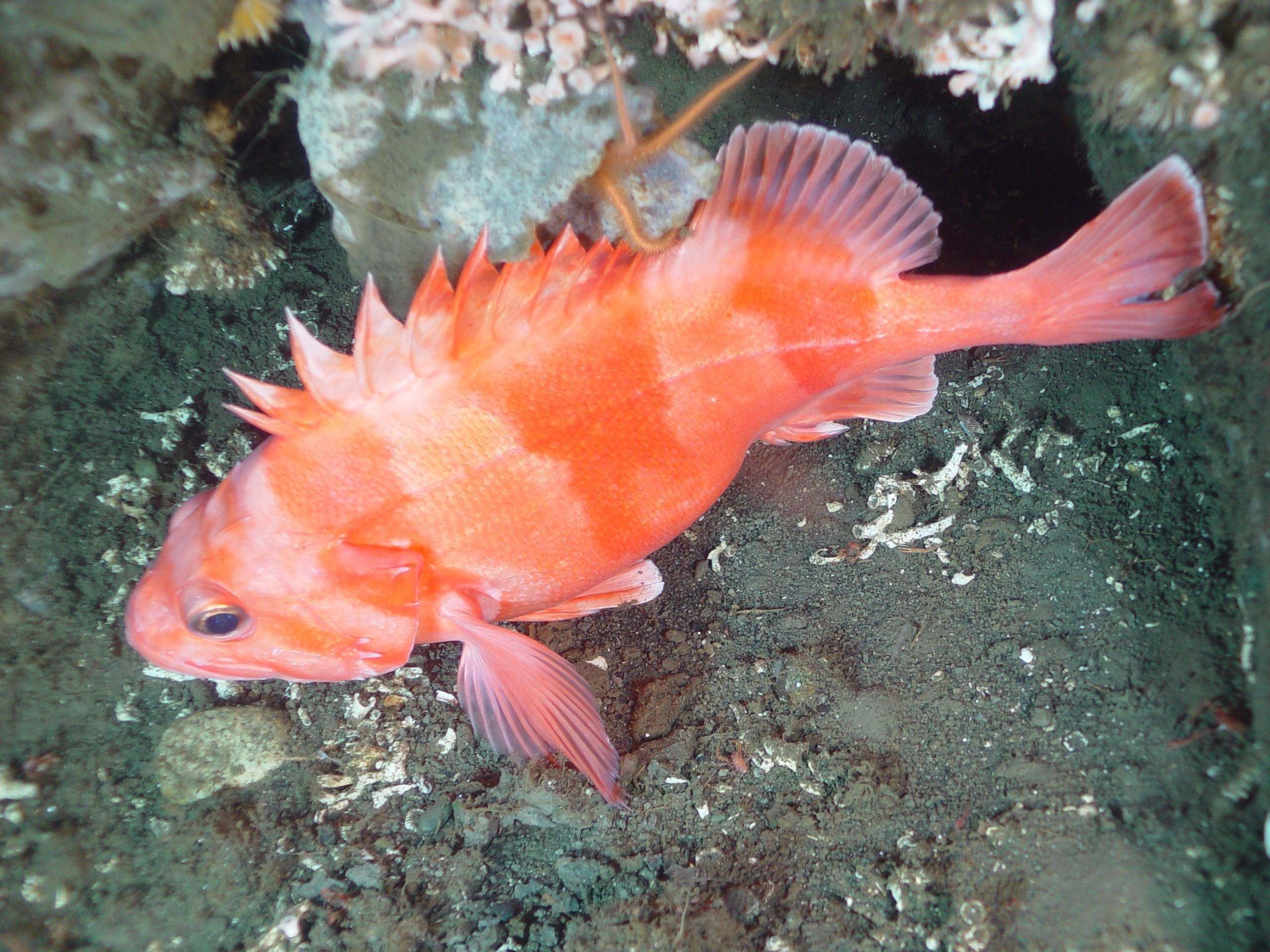 Красная рыба разновидности с фото