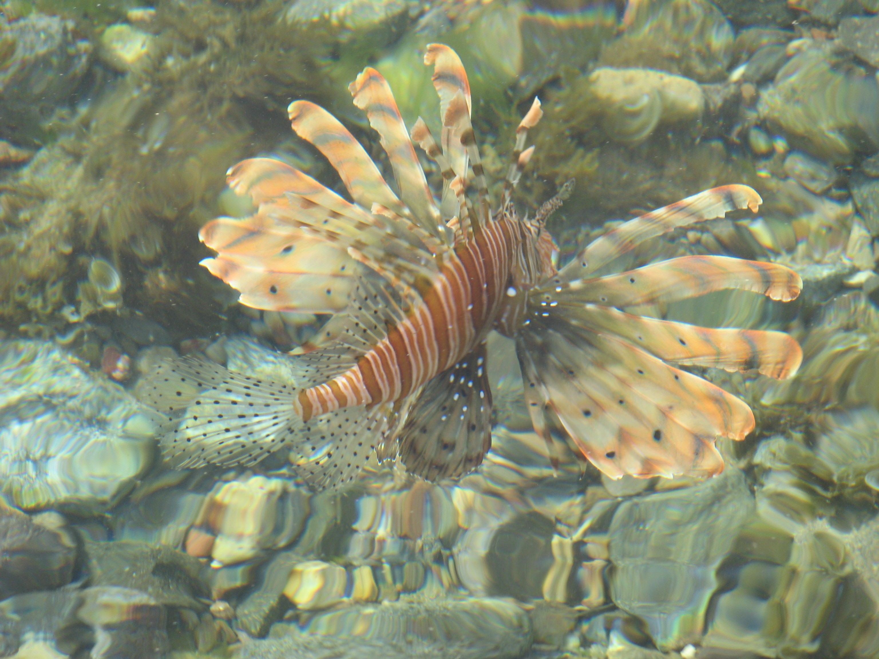 Фауна и фауна черного моря с фото