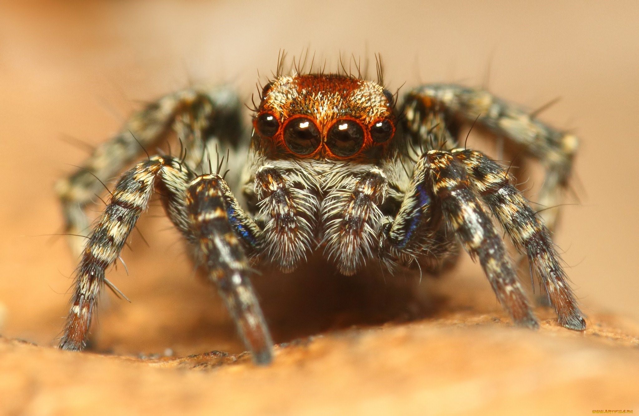 Spiders 18. Паук крестовик глаза. Тарантул. Паук Макросъемка. Морда паука.