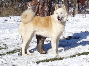 Помесь алабая и волка