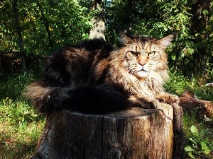 Мейн кун в дикой природе