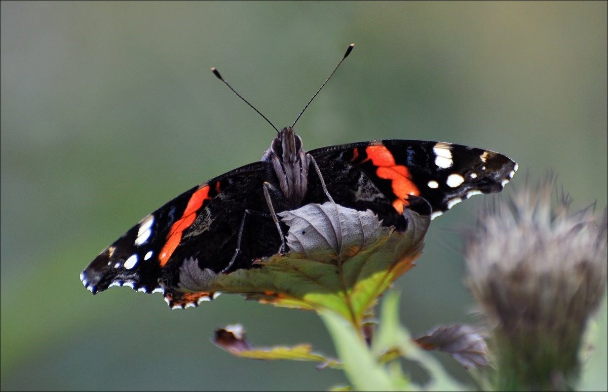 Бабочка адмирал в какой природной зоне. Бабочка Адмирал черно белая. Бабочка Адмирал оранжевый. Адмирал индийский бабочка. Бабочка Адмирал в Африке.