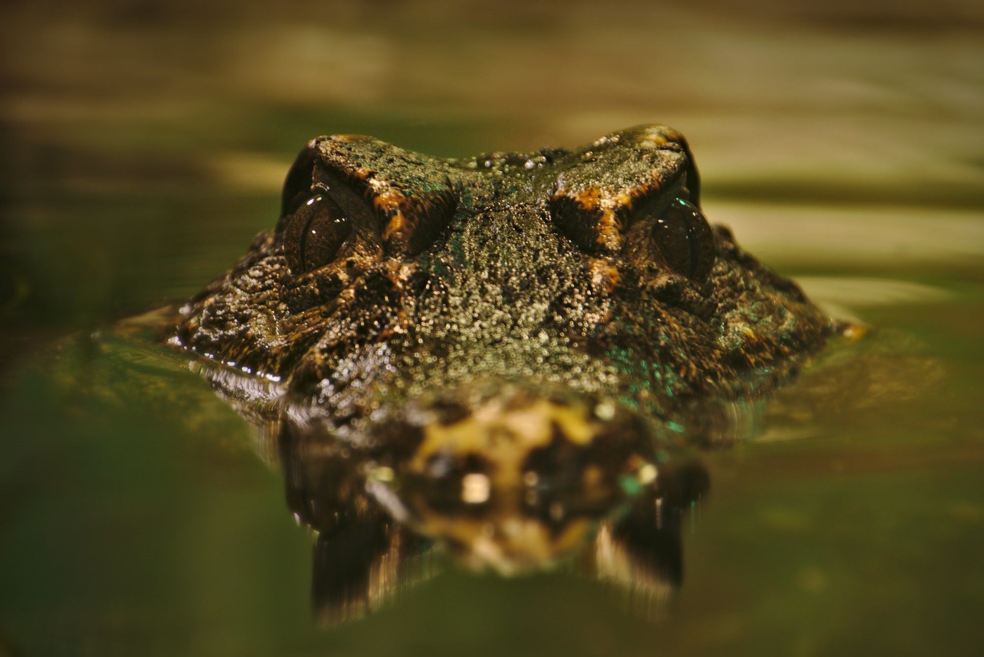 Лягушки в соленой воде. Крокодил в воде. Аллигатор в воде. Крокодил выглядывает из воды. Земноводные крокодил.