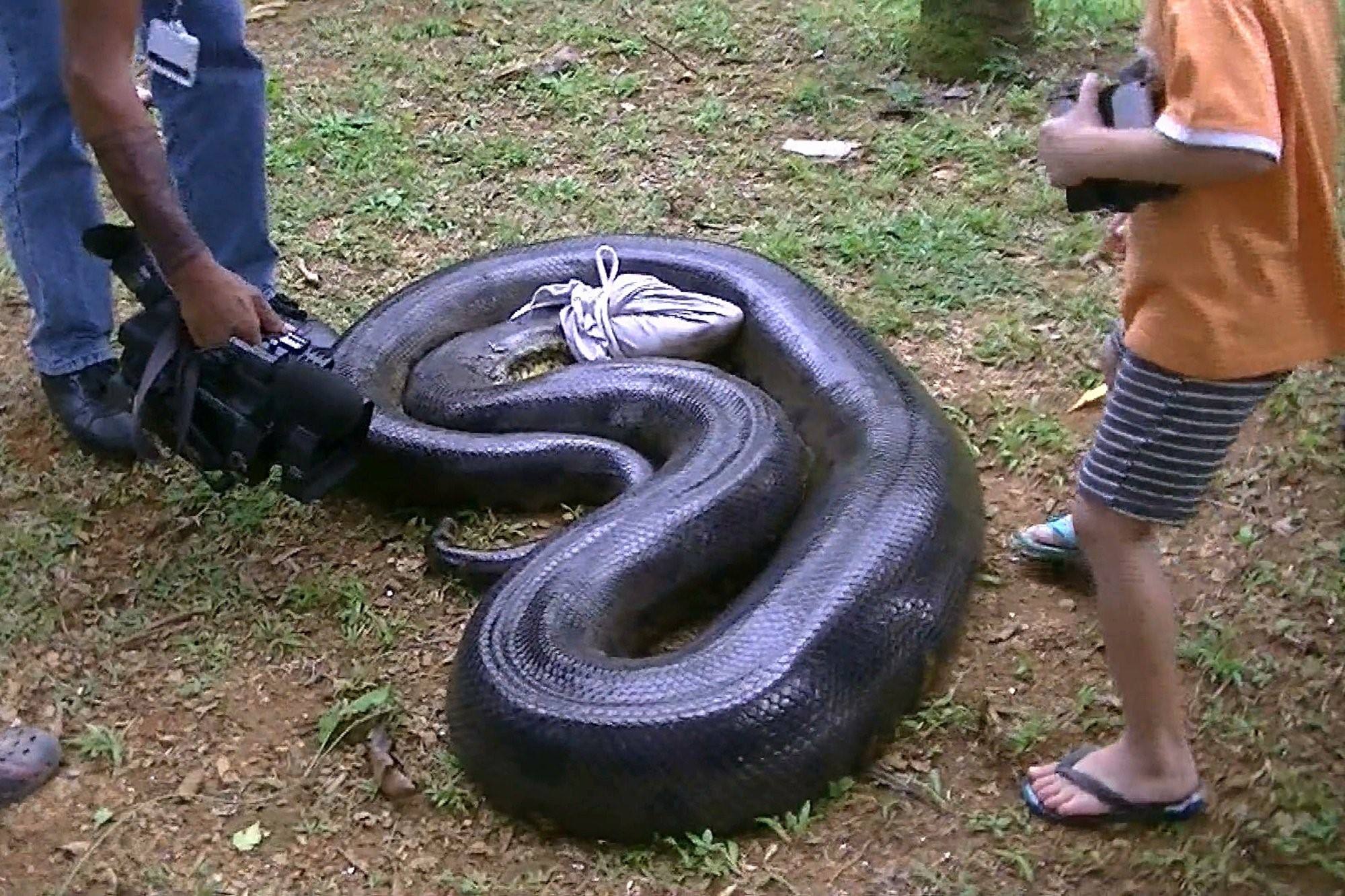 Анаконда змея самая большая