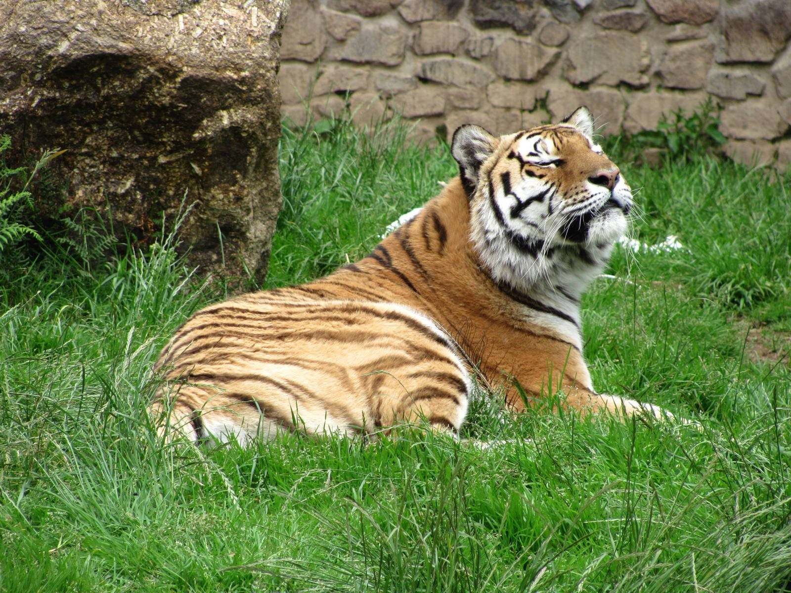 Про красного тигра. Уссурийский тигр. Амурский тигр. Амурский тигр красная книга. Фото тигра.