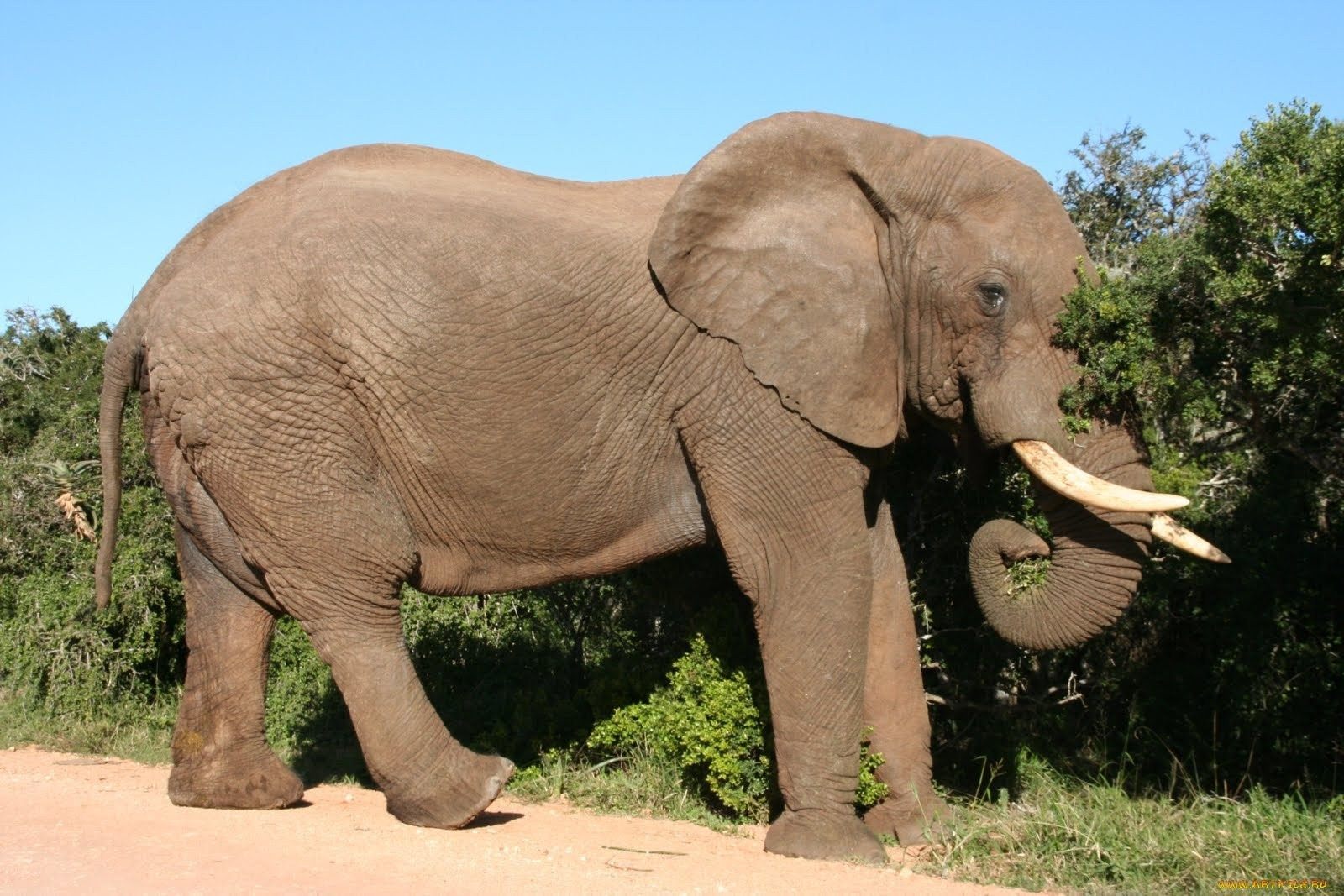 Самый тяжелый слон. Хоботные Африканский слон. Африканский саванный слон. Саванный слон млекопитающие хоботные. Саванный слон самый большой.