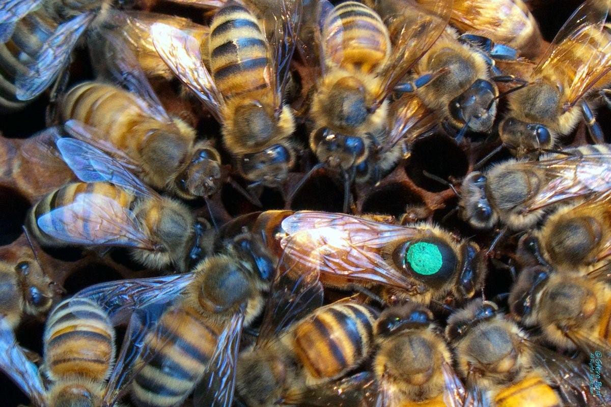 Пчела карника фото крупным планом