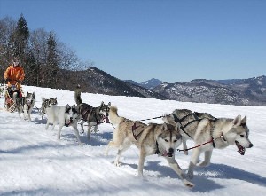 Хаски парк красная поляна