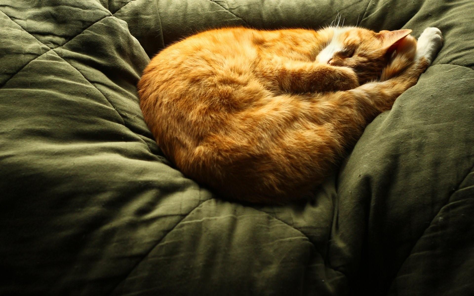 Фото спящего кота красивое