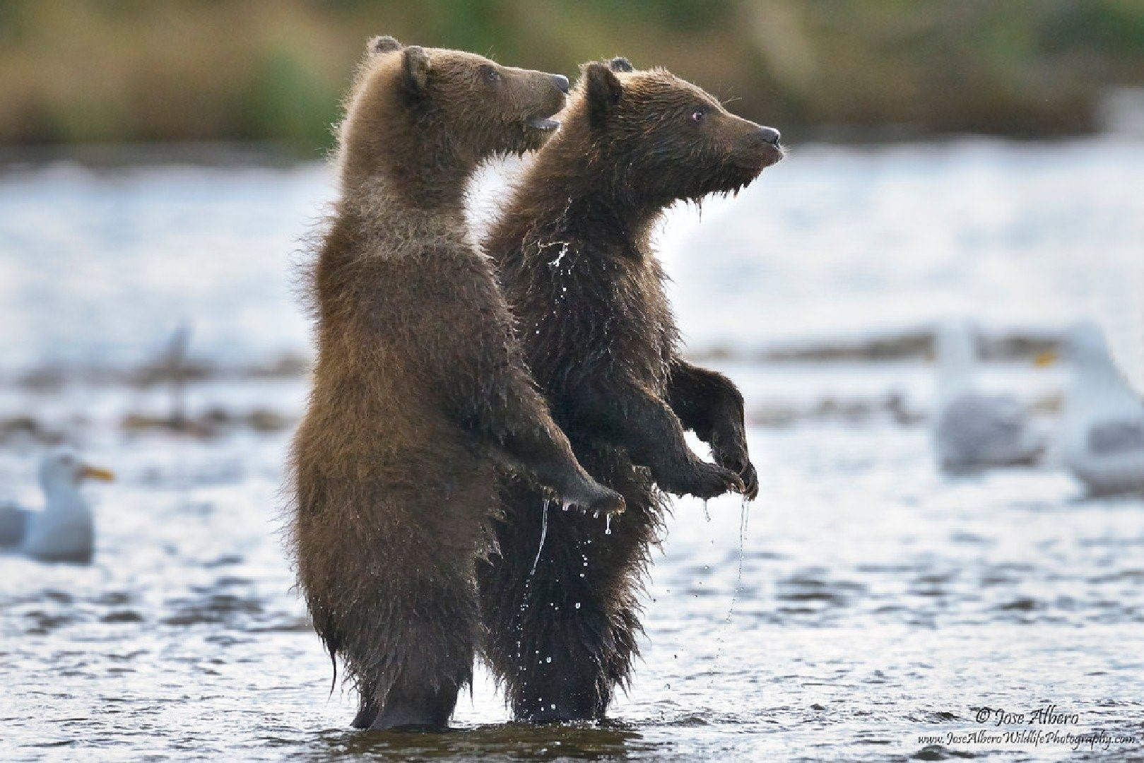 Где медведь танцует. Танцующий медведь. Медведь танцует. Бурый медведь танцует. Белый медведь танцует.