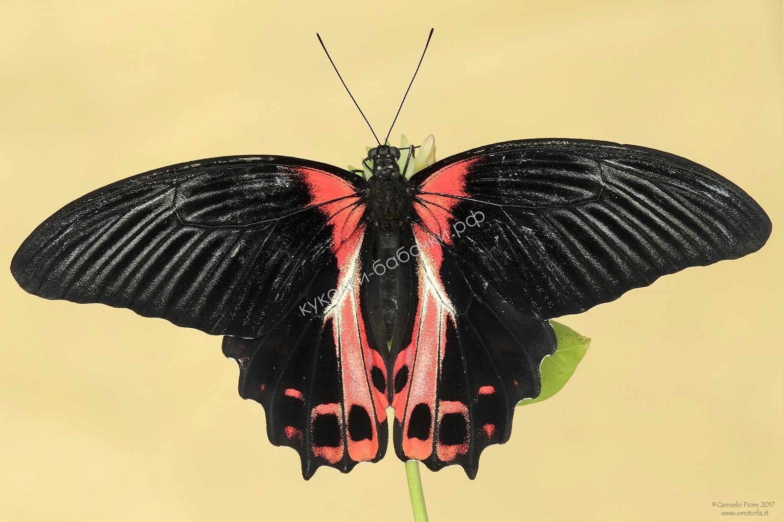 бабочка румянцева фото