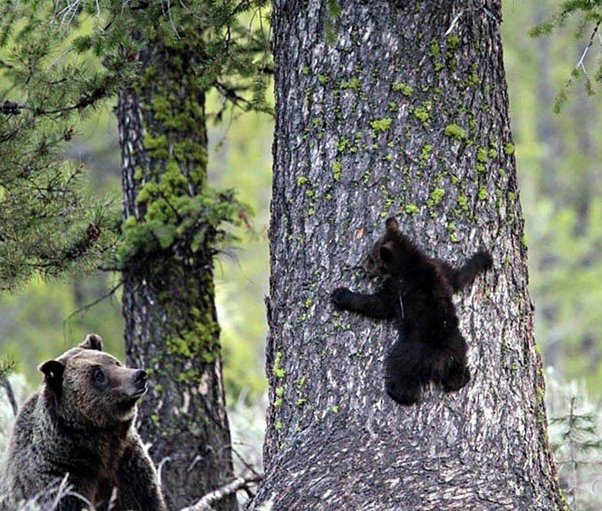 Почему 2 медведя. Медведь. Медведь в лесу. Медведь на дереве. Медвежонок лезет на дерево.