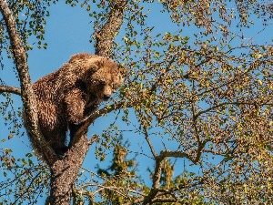 Медведь и пчелы