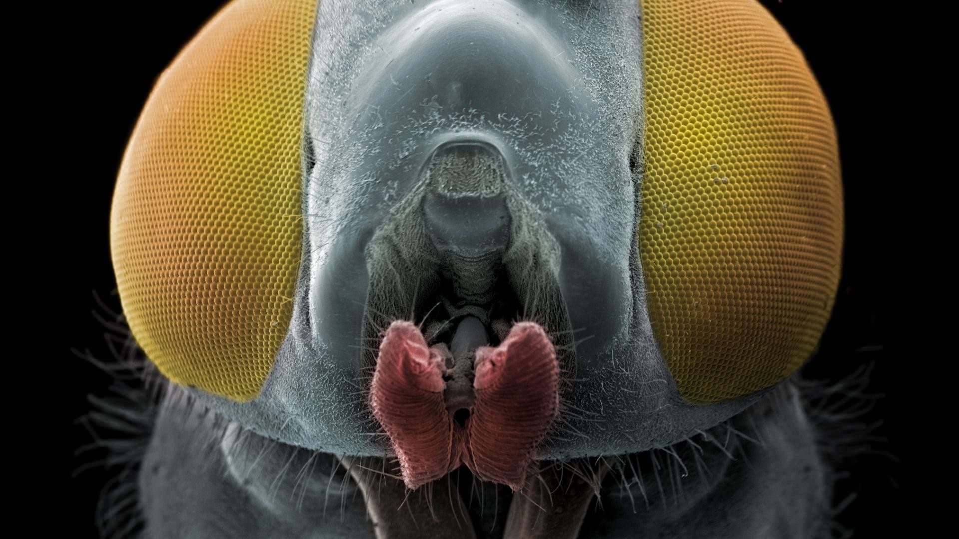 Фото мошки под микроскопом челюсти смотреть