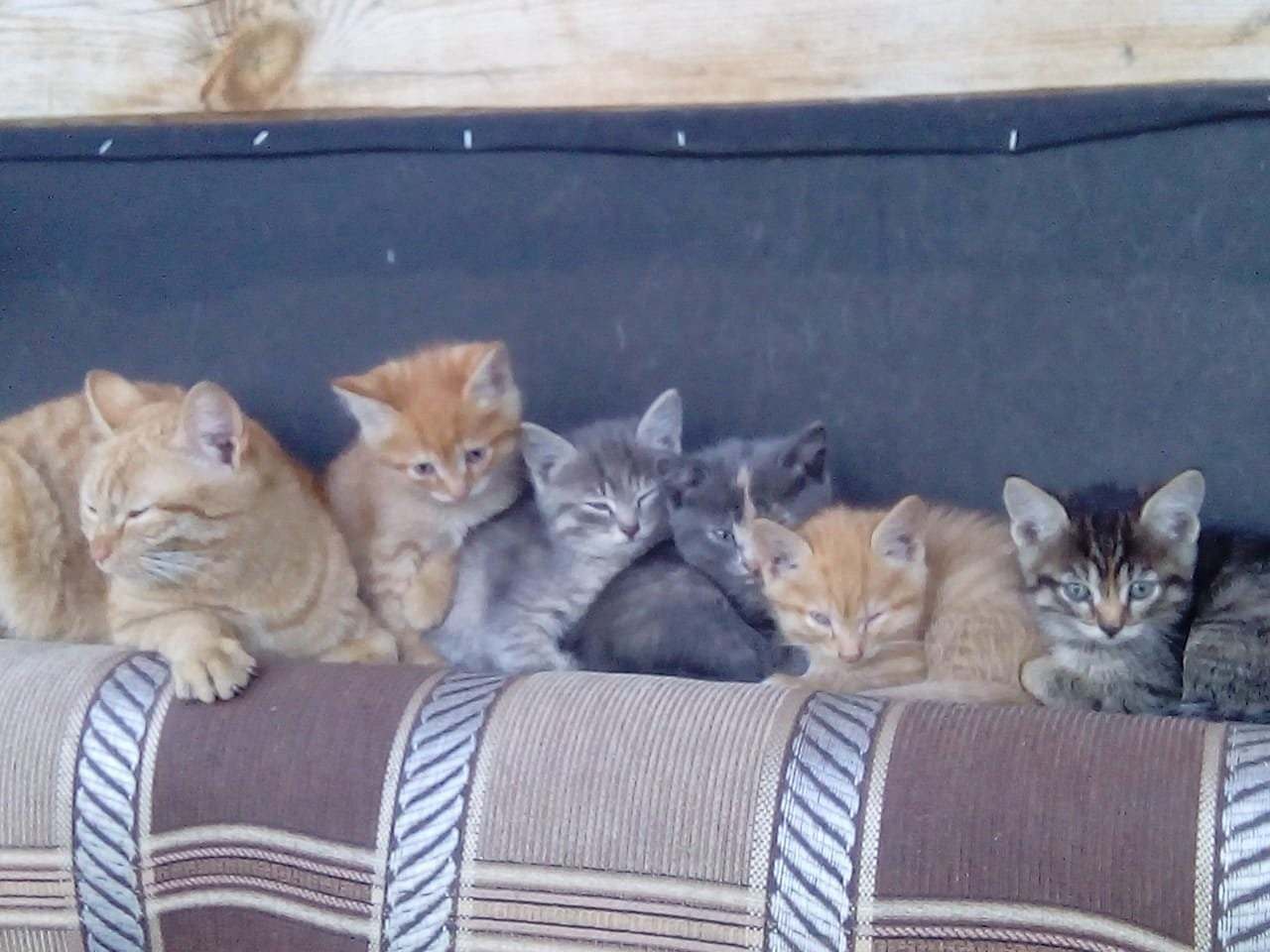 Играть 5 котят. 5 Котят. Пятеро котят. Пять котят и десять кошек дома на кровате. Совма для пятерых котики.