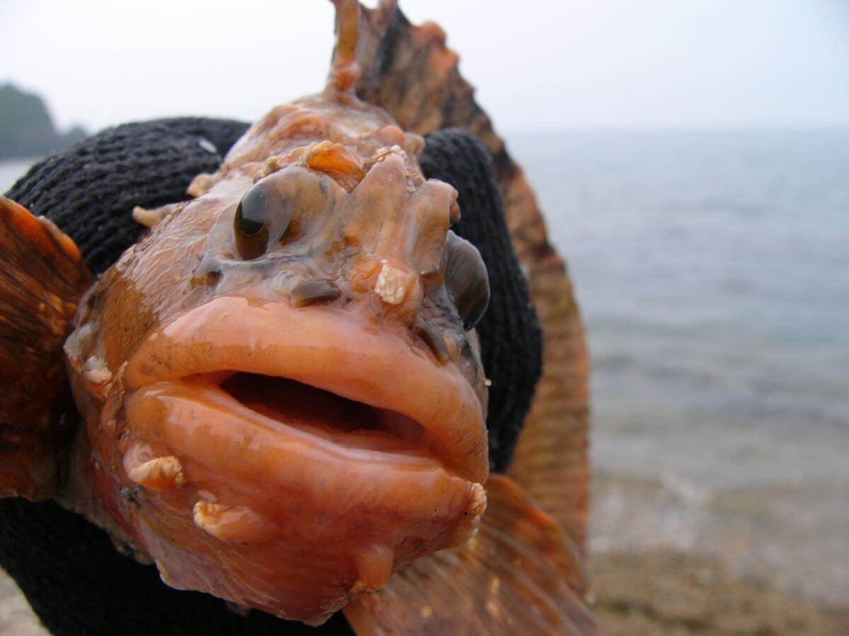 губы рыбкой фото