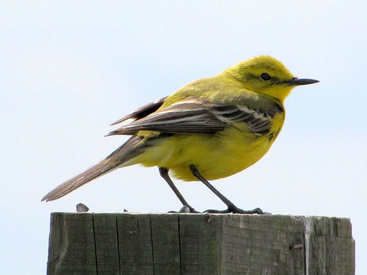Название птички с желтой грудкой фото и название