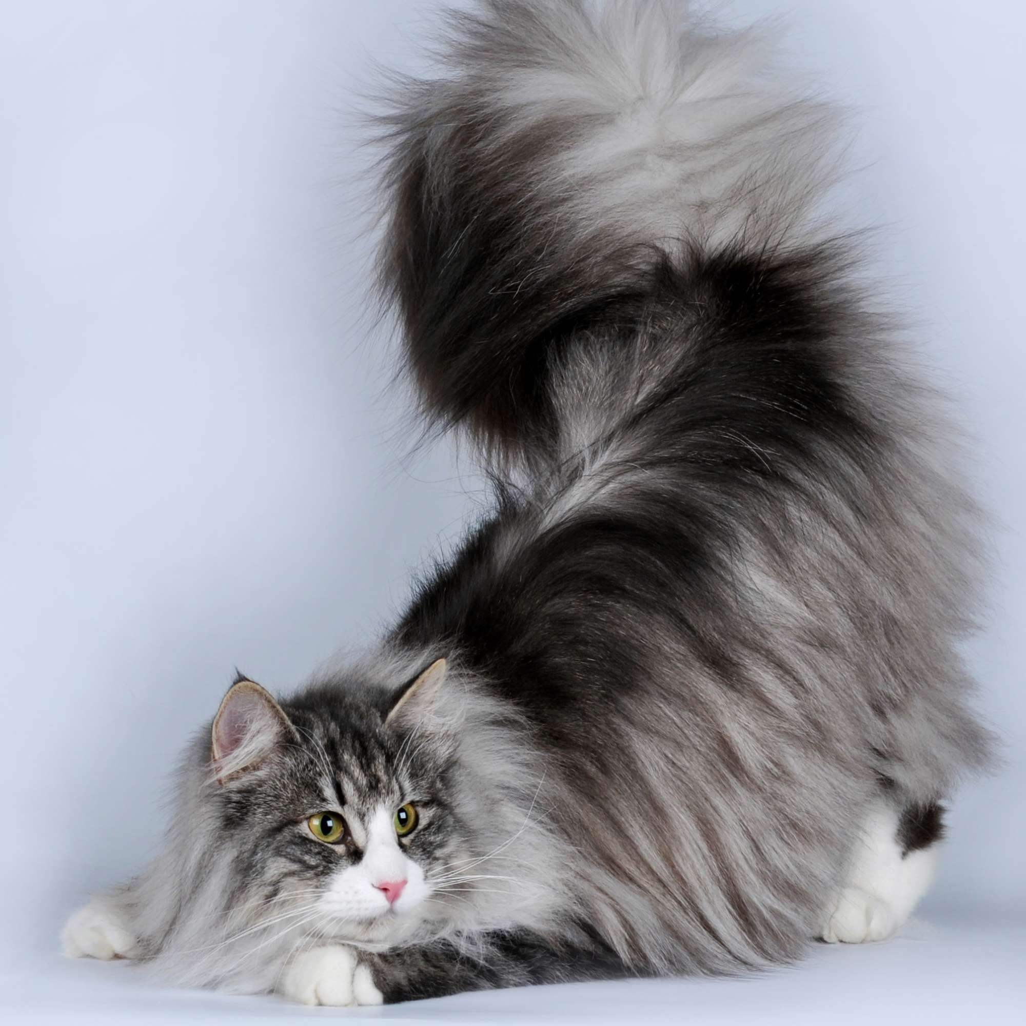 Длинная шерсть на хвосте. Сибирская длинношерстная кошка. Мейн кун и Норвежская Лесная. Рагамаффин трехцветный. Норвежская Лесная кошка и Мейн кун.