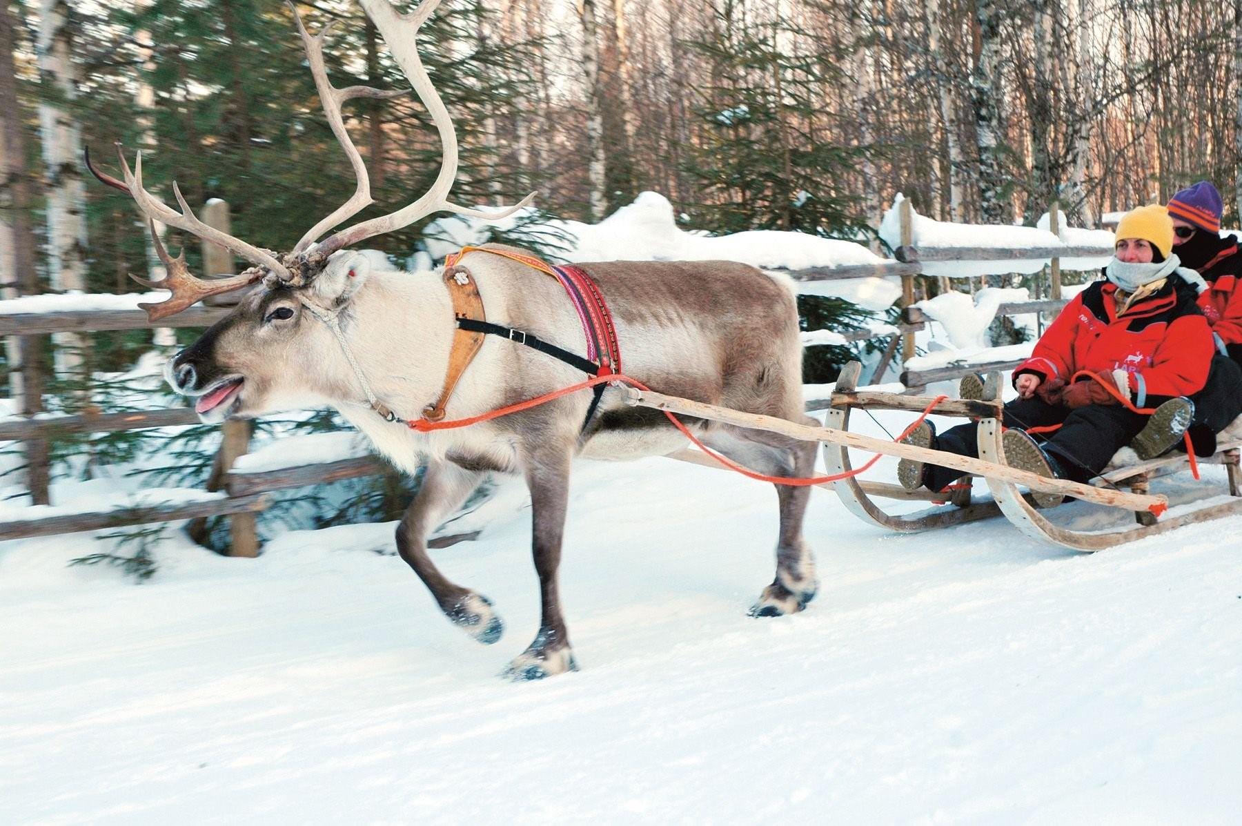 Катается на олене. Reindeer Sled Финляндия. Финляндия Оленья упряжка. Езда на оленях. Прогулка на оленях.