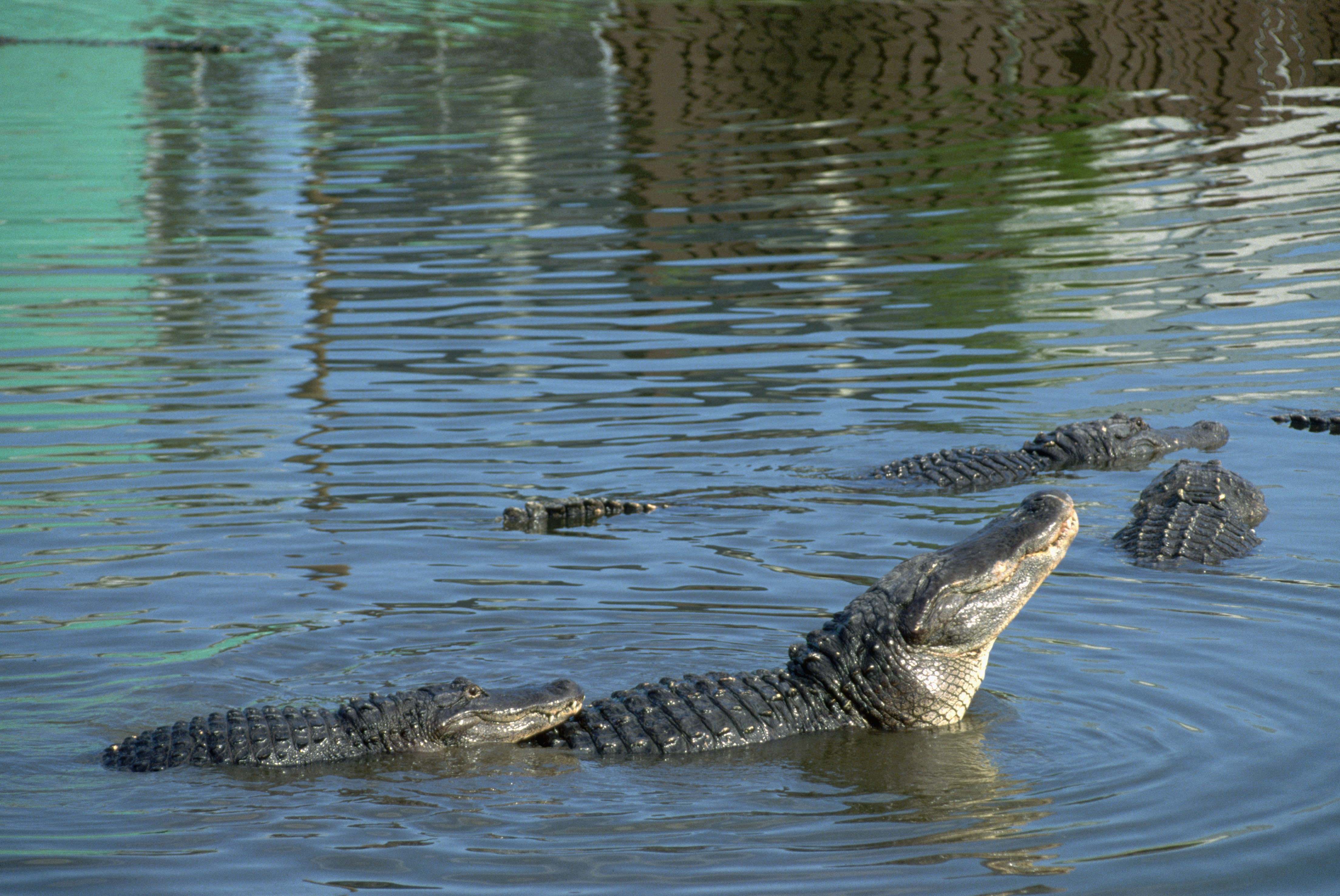 Аллигатор Речной. Река Конго крокодилы. Нильский крокодил плывет. Аллигаторы в реке Конго.
