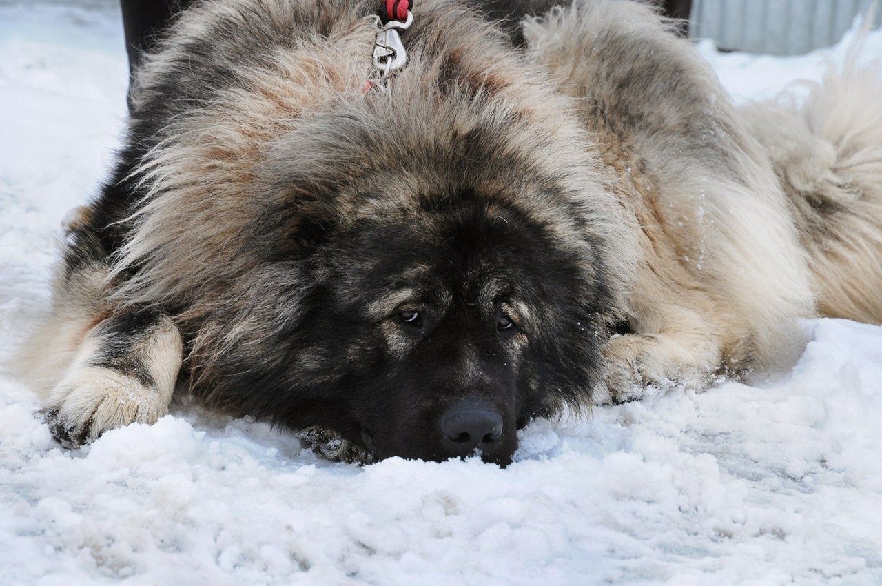 Кавказская овчарка фото взрослой собаки