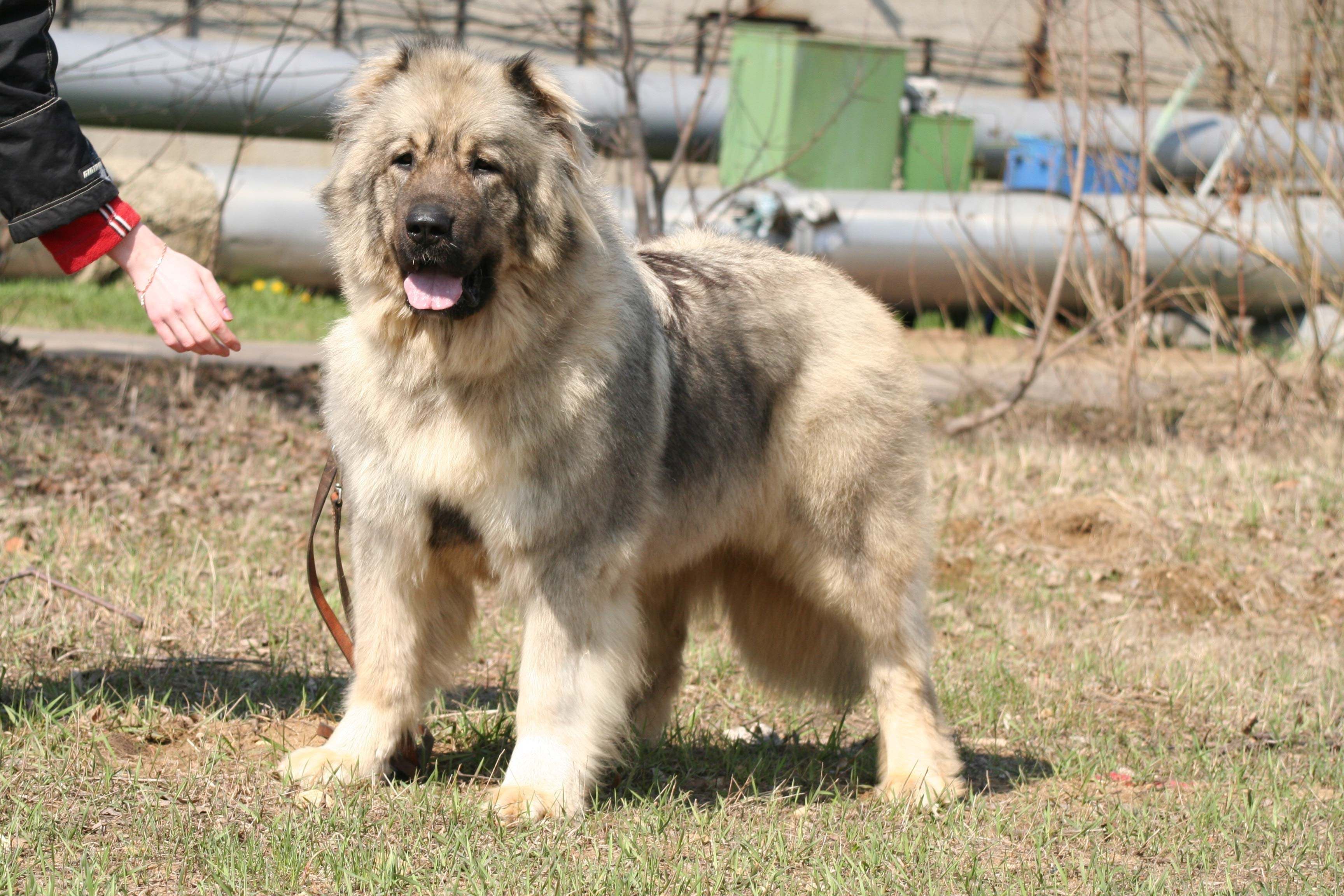 Северо кавказская собака порода собак фото