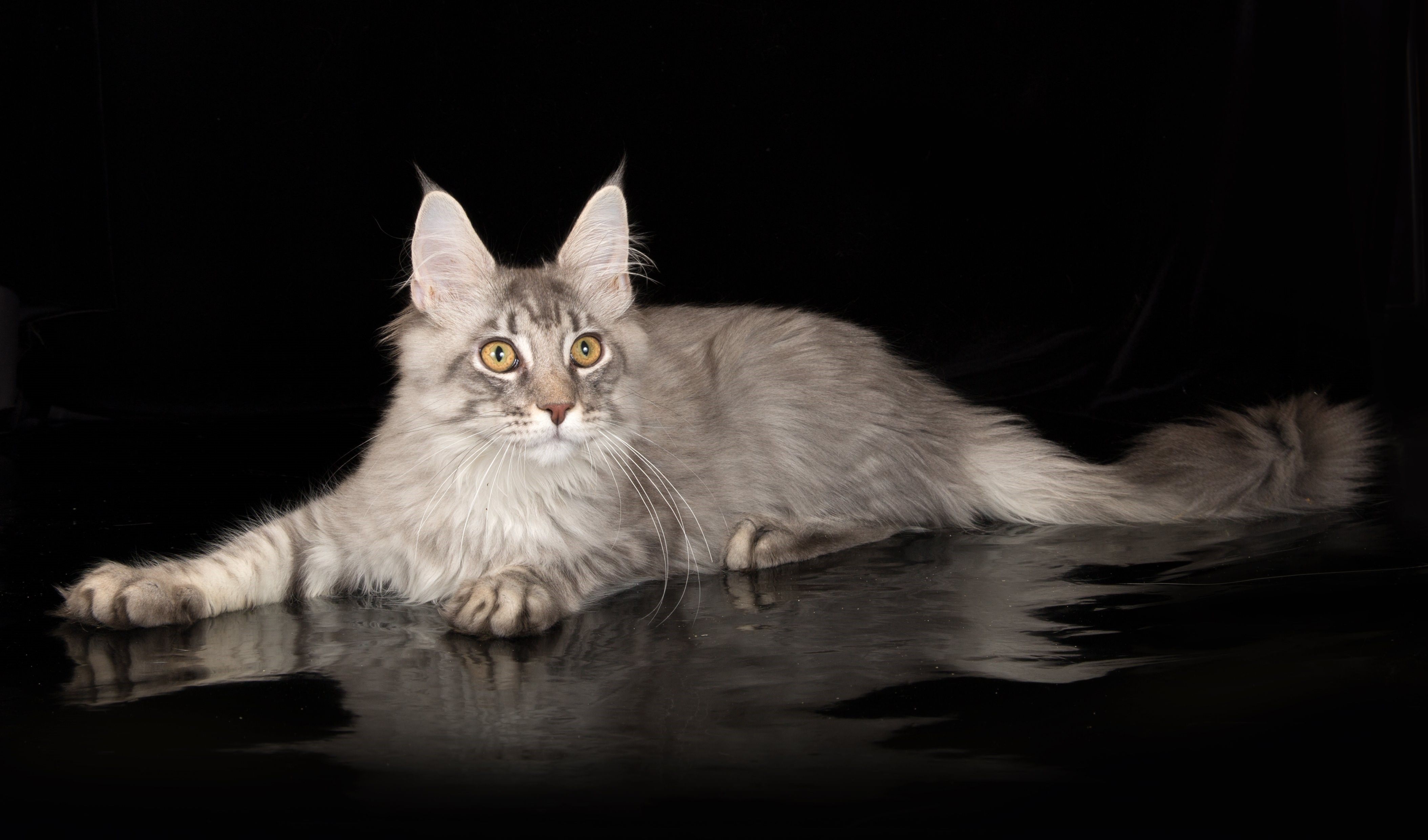 Фото котов породы мейн кун в полный рост
