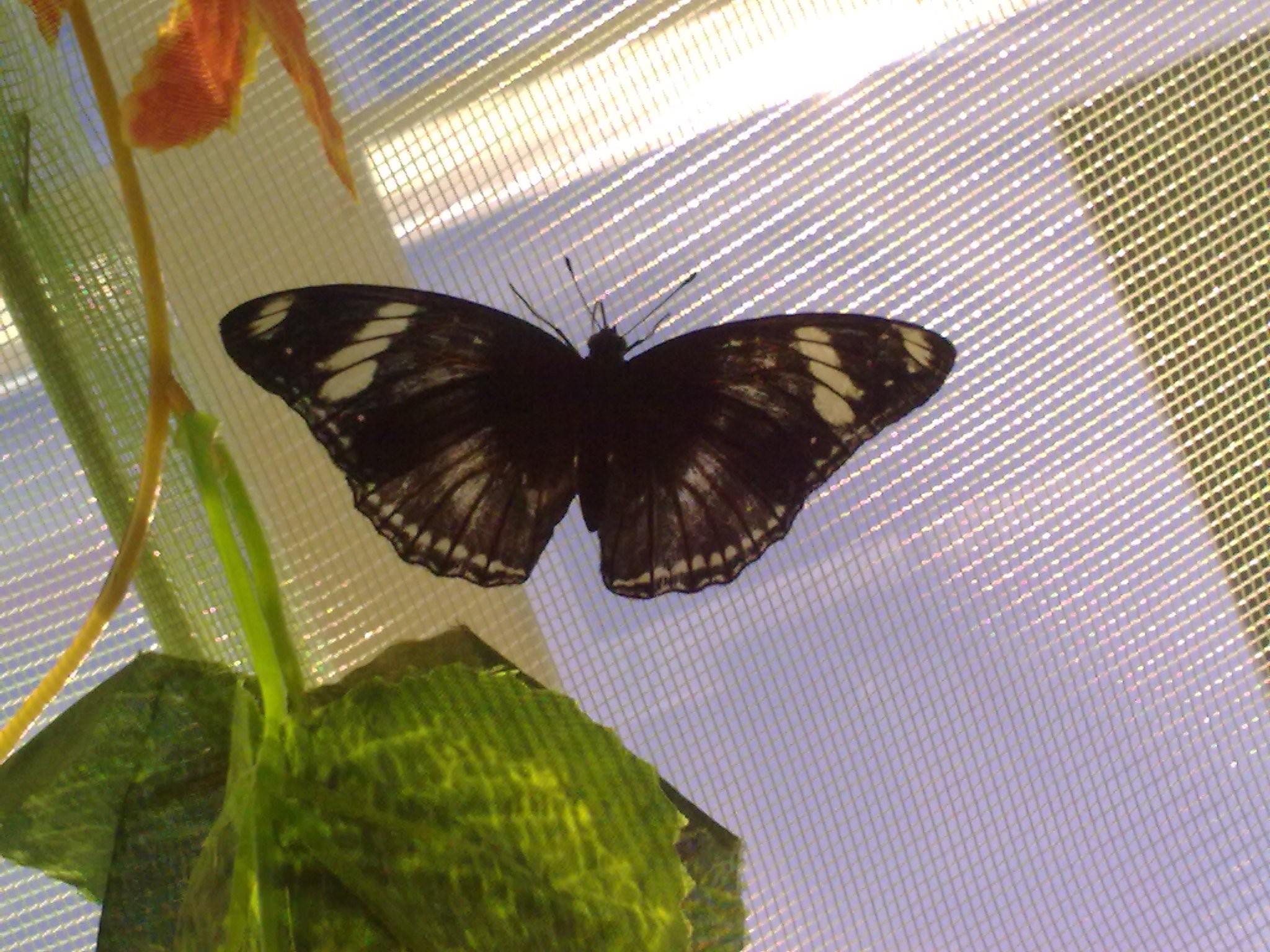 Выставка бабочек колизей. Выставка бабочек на ВДНХ. Тропические бабочки. Бабочки выставка Орехово-Зуево. Много бабочек летят.