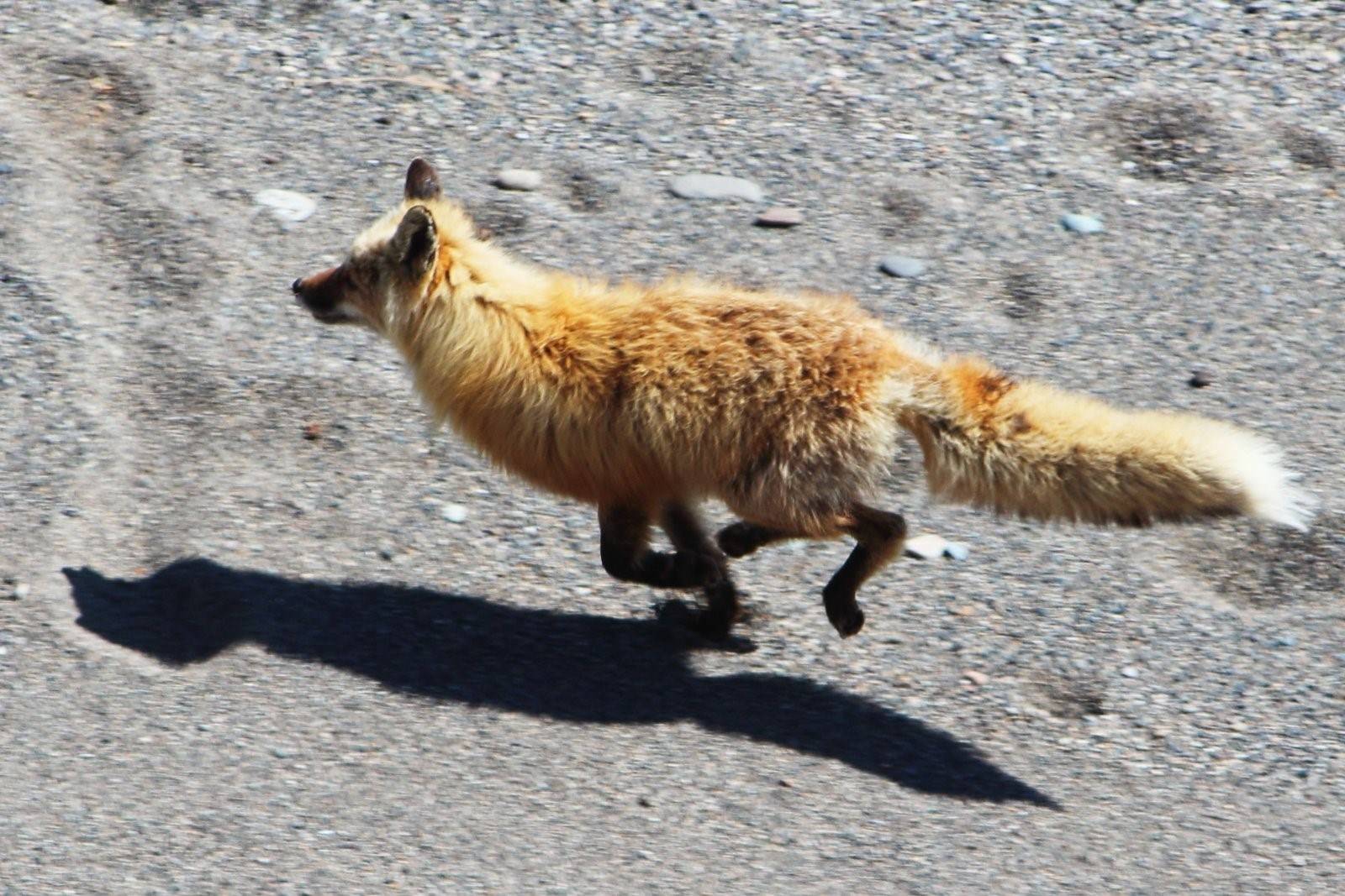 Fox on the run. Лиса убегает. Лис бежит. Лисица бег. Скорость бега лисы.