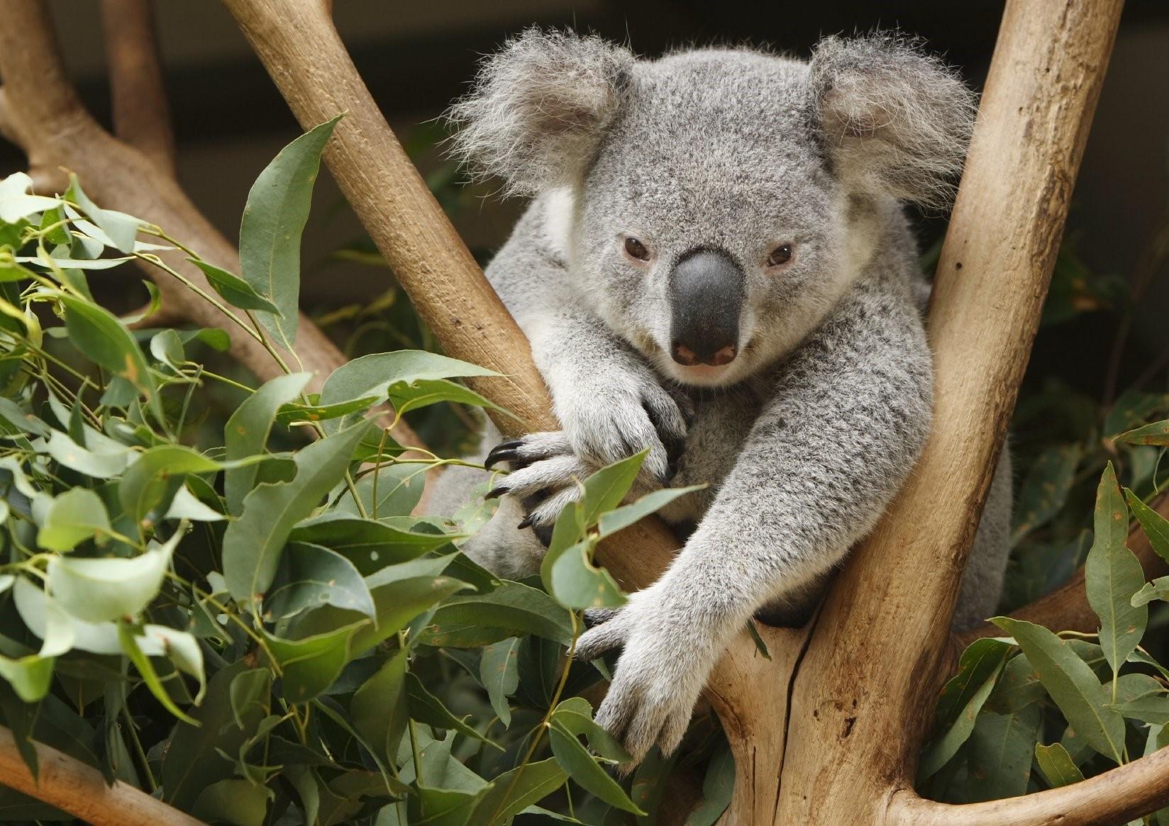 Коала где обитает на каком. Коала в Австралии. Эндемики Австралии коала. Коала в Африке. Брисбен парк коал.