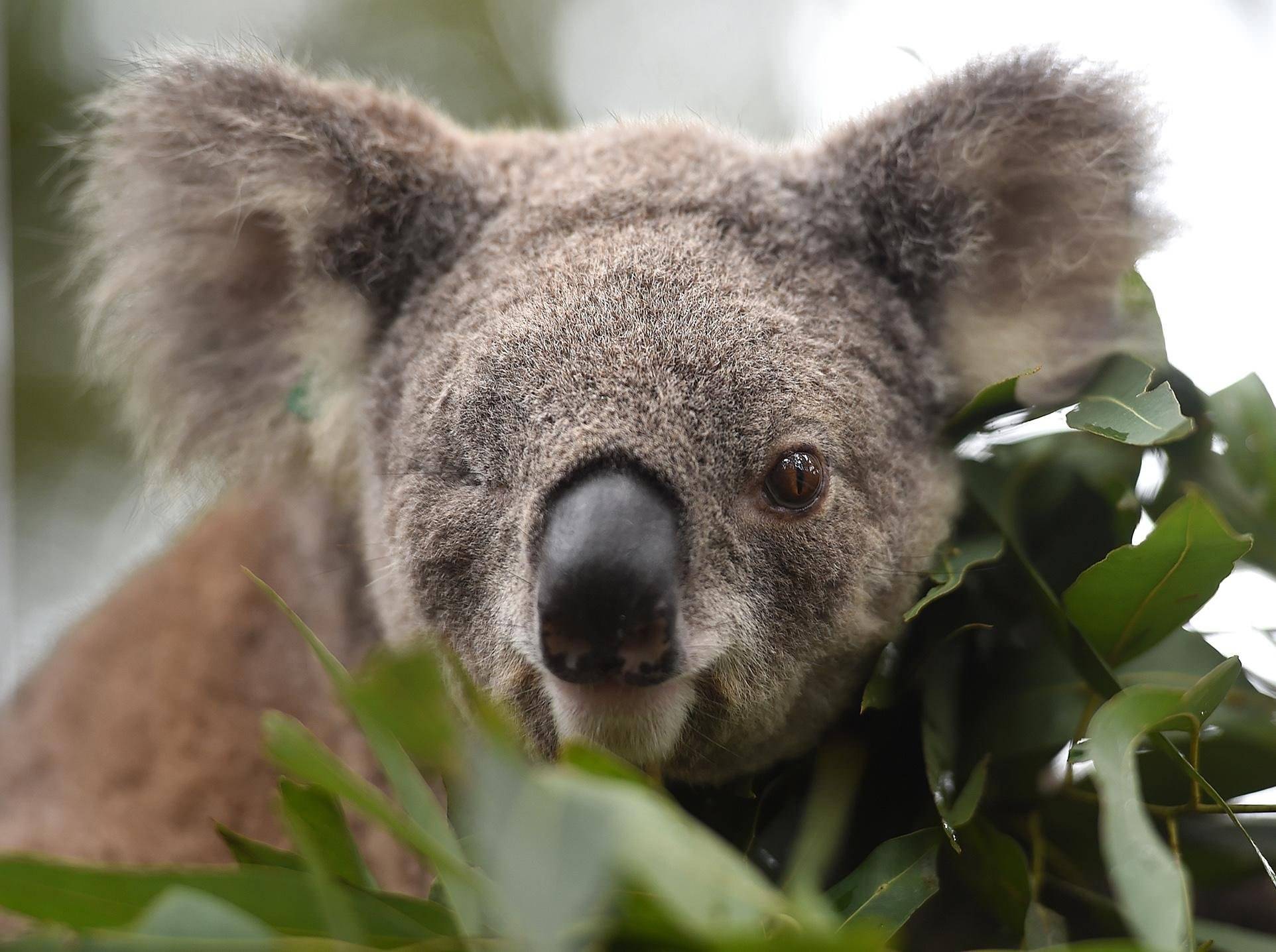 Флора коала