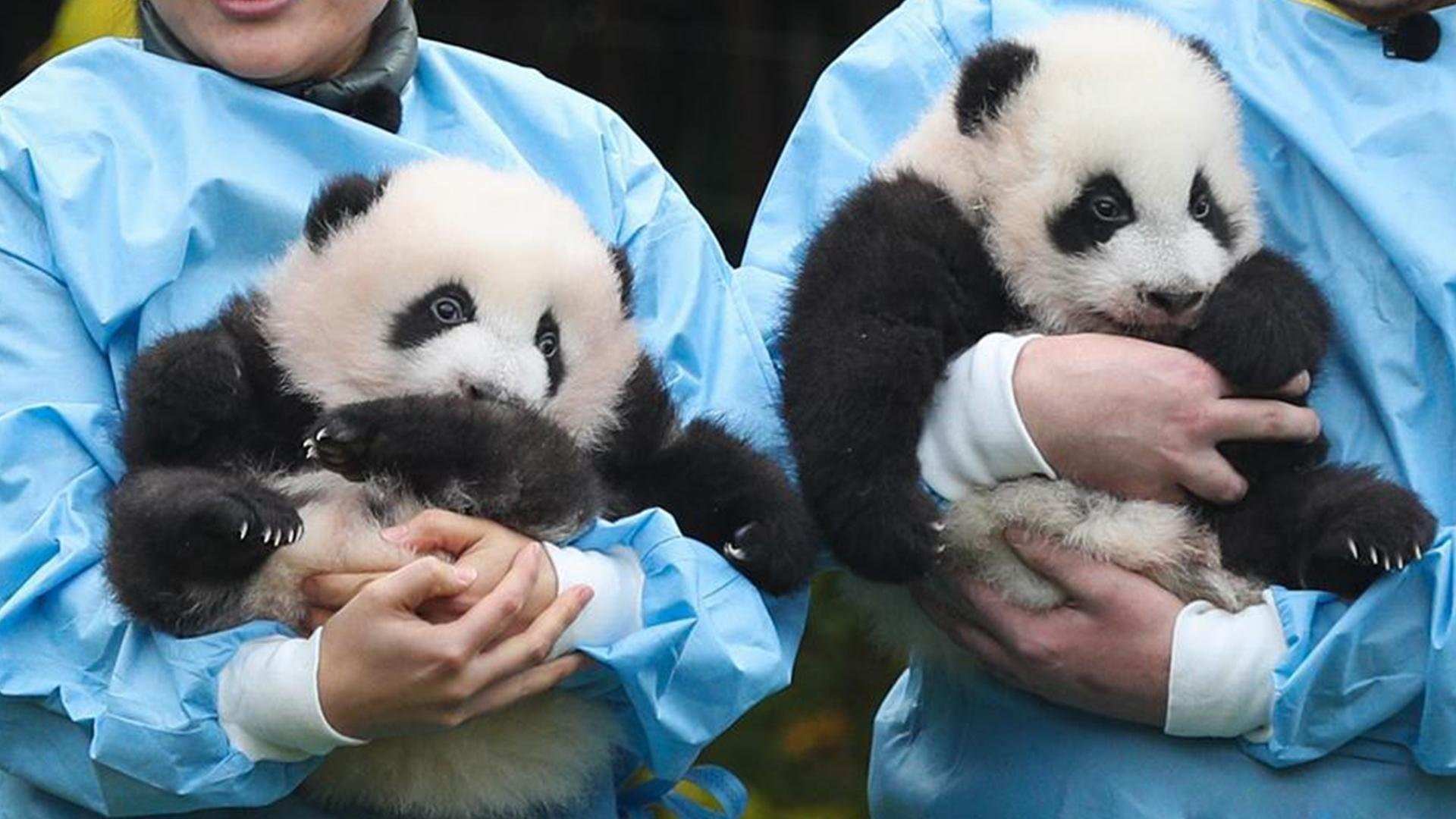 За поведением панды во время кормления. Панда с пандёнком. Панда с детёнышем. Новорожденный Панда. Рождение панды.