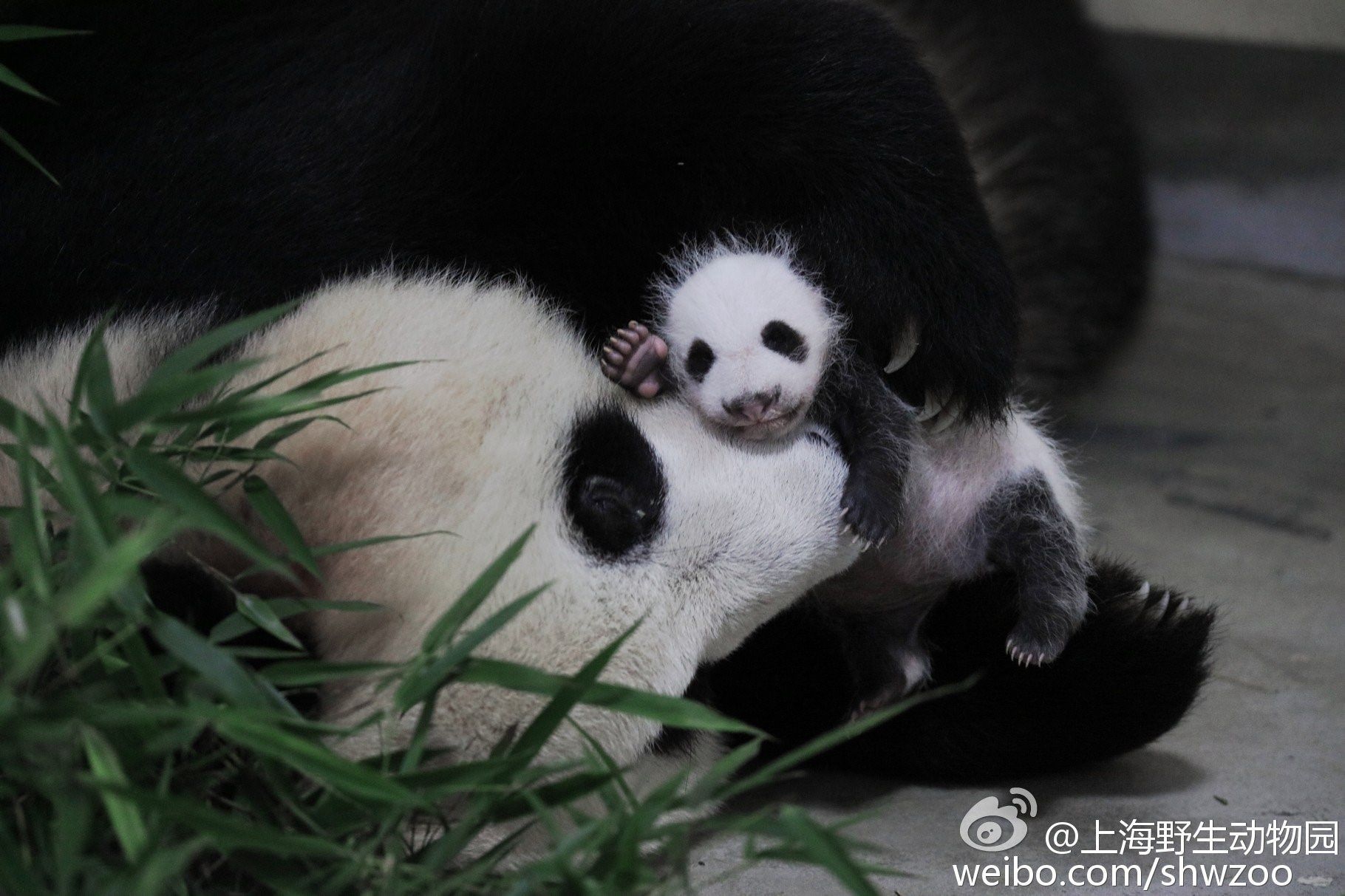 Панда сколько детенышей. Большая Панда с детенышем. Детёныш панды в Московском зоопарке. Большая Панда новорожденный. Детёныш панды новорожденный.