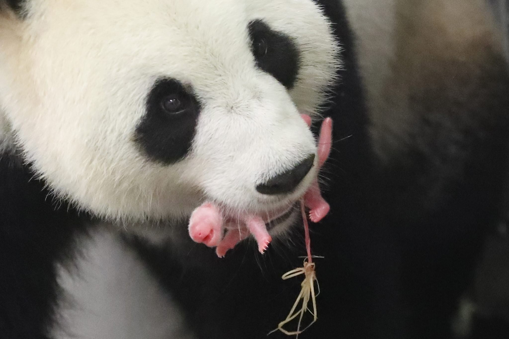 Панда сколько детенышей. Детёныш панды новорожденный. Большая Панда с детенышем. Зубы панды. Рождение панды.