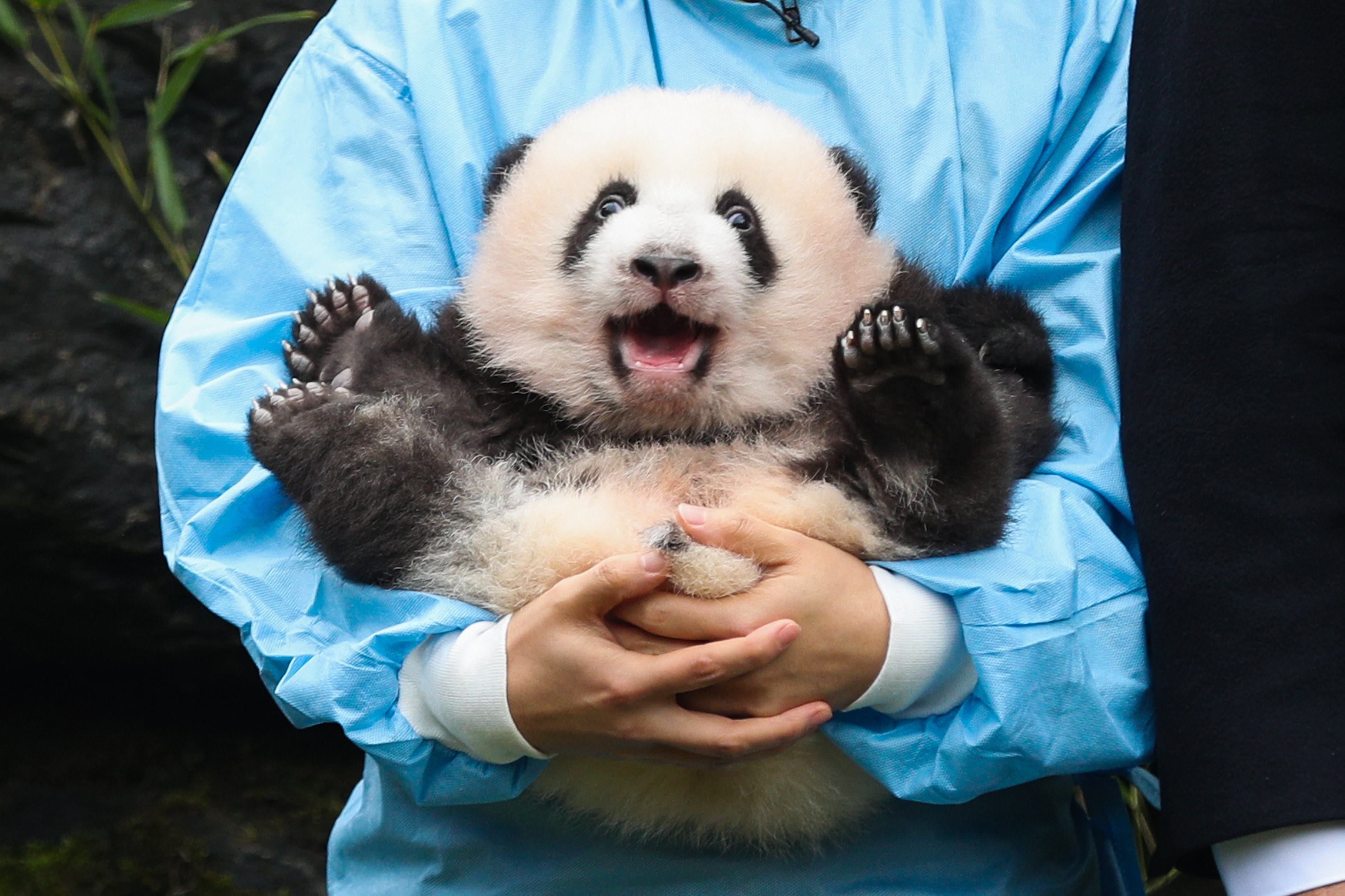 Панда сколько детенышей. Циньлинская Панда. Панда с детёнышем. Новорожденная Панда. Большие панды.